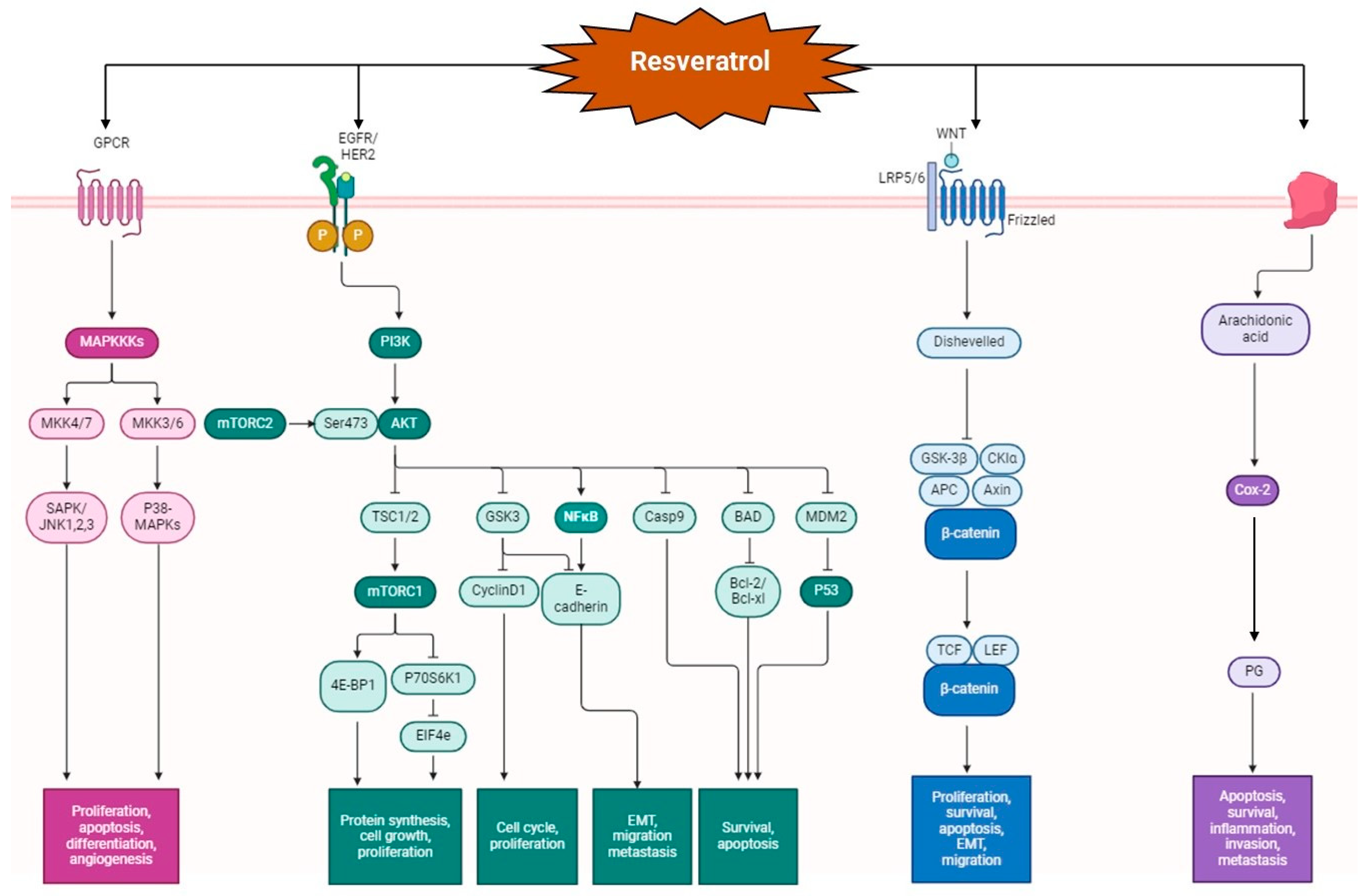 Pharmaceutics 16 00761 g003