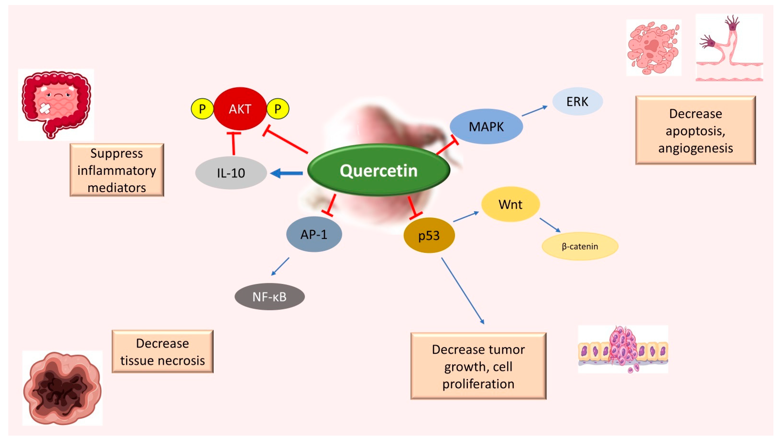 Pharmaceutics 16 00761 g004