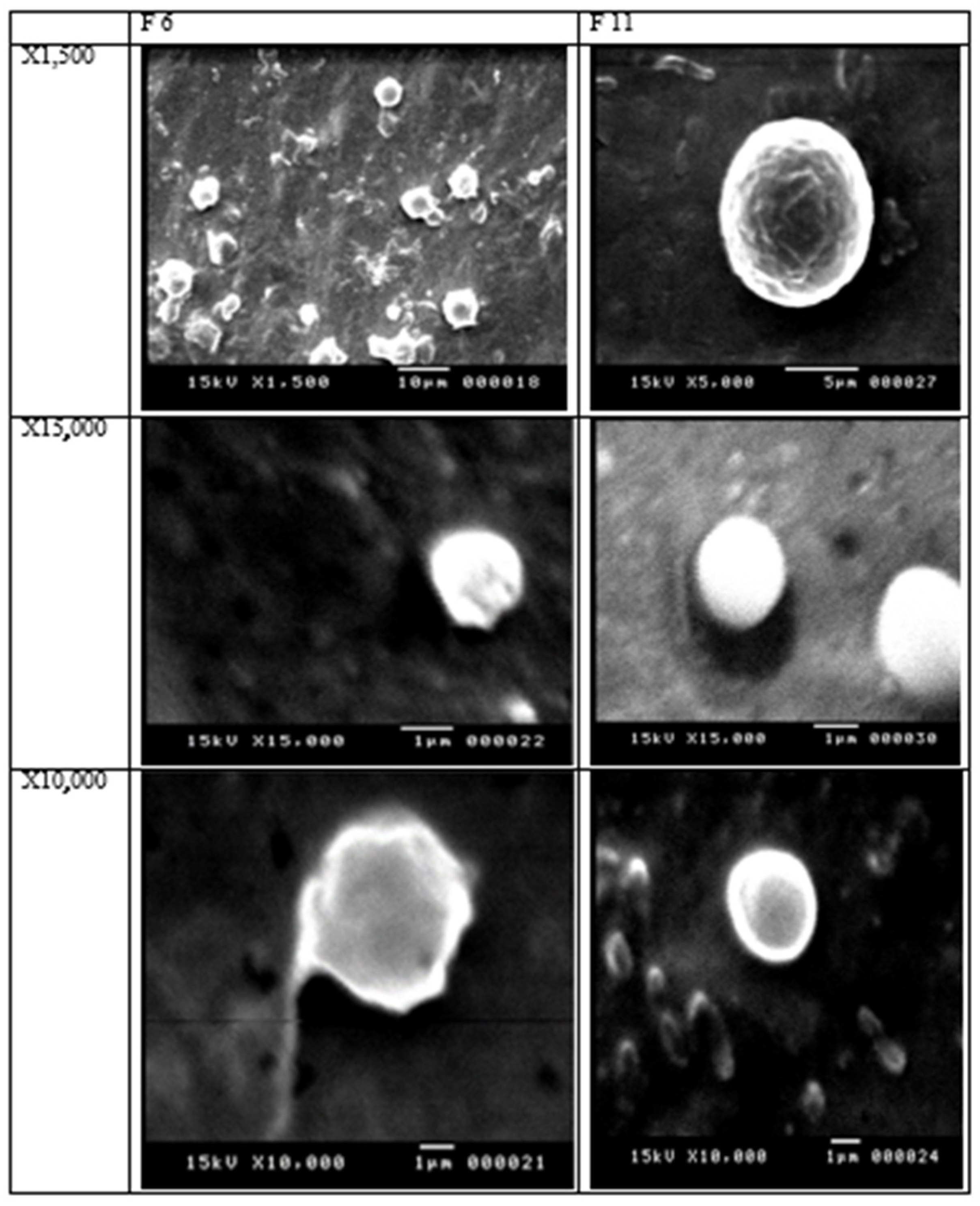 Pharmaceutics 16 00763 g002