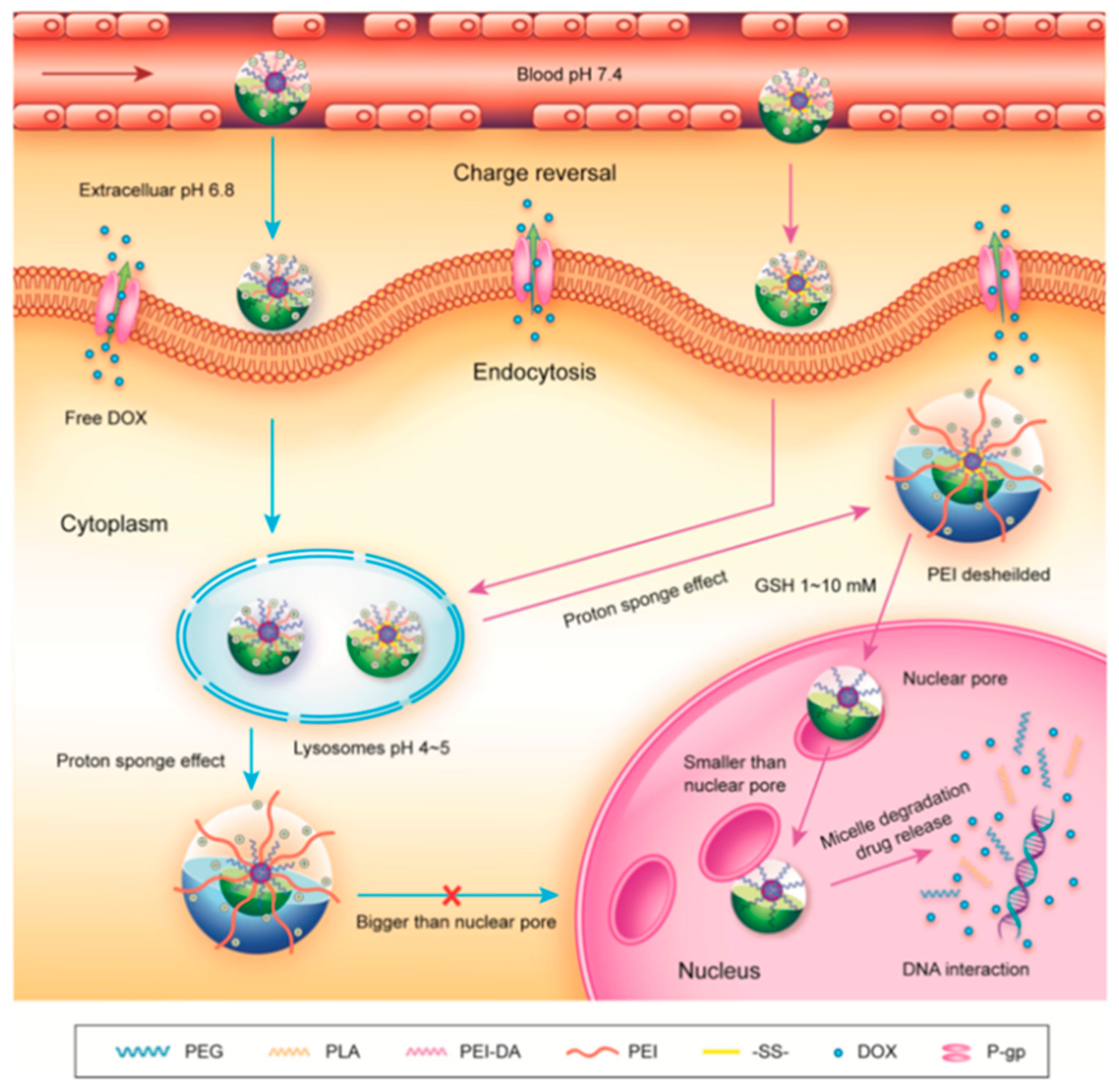 Pharmaceutics 16 00809 g012
