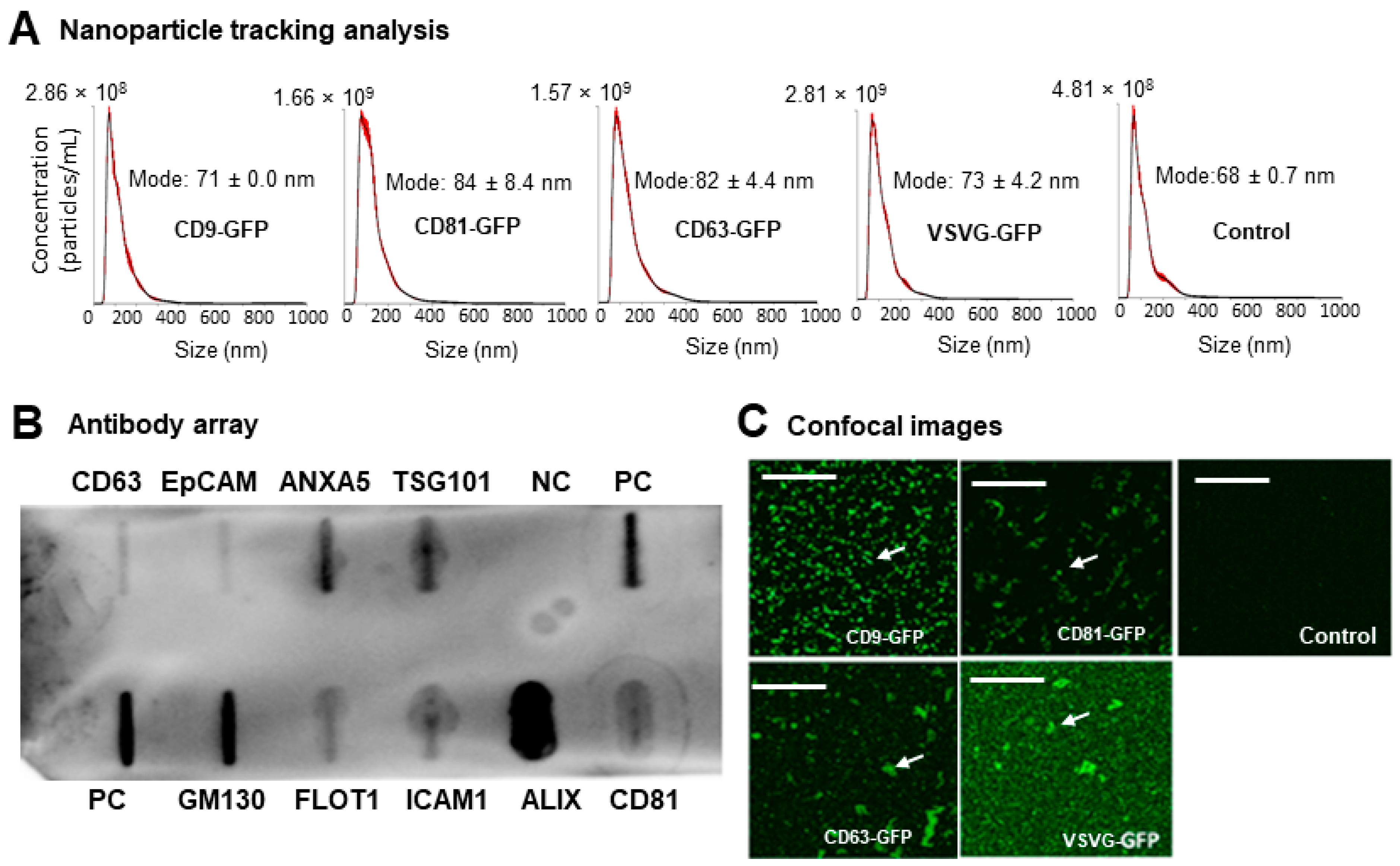 Pharmaceutics 16 00824 g003