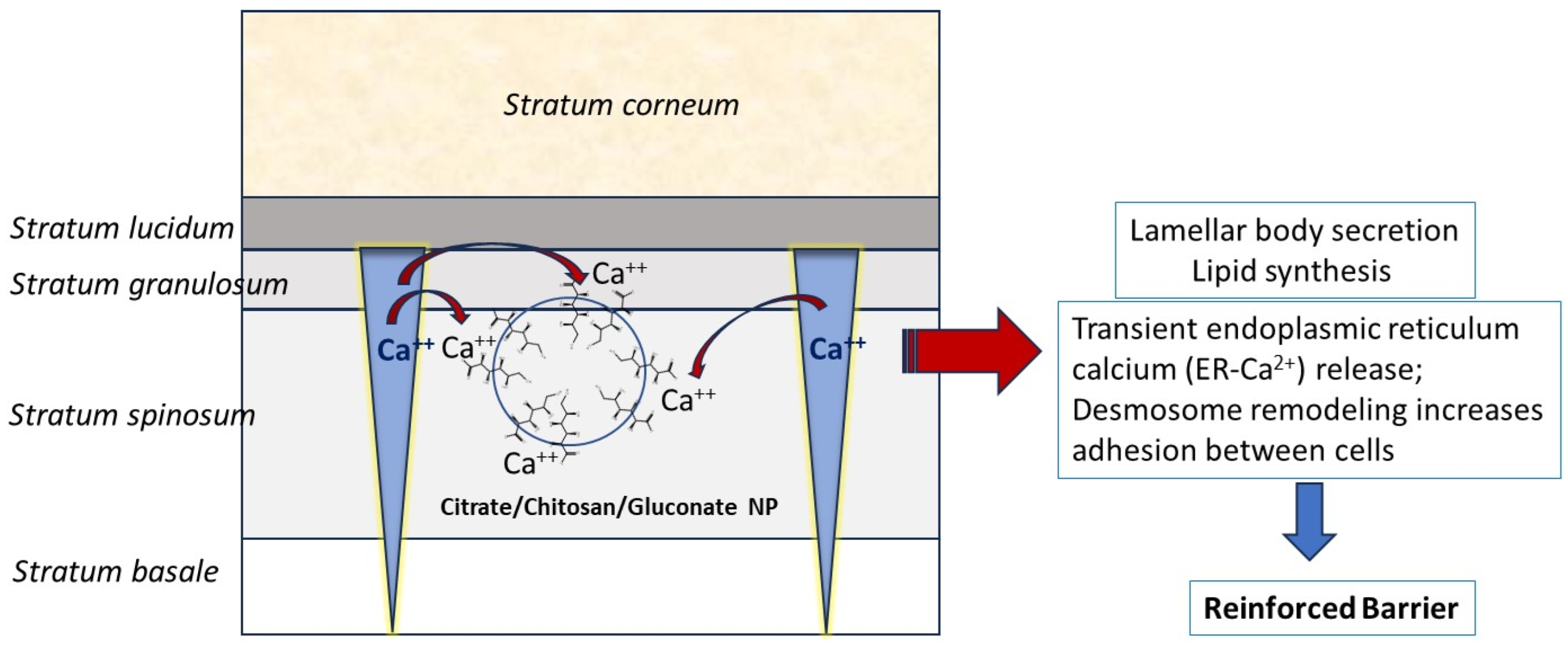 Pharmaceutics 16 00831 g005