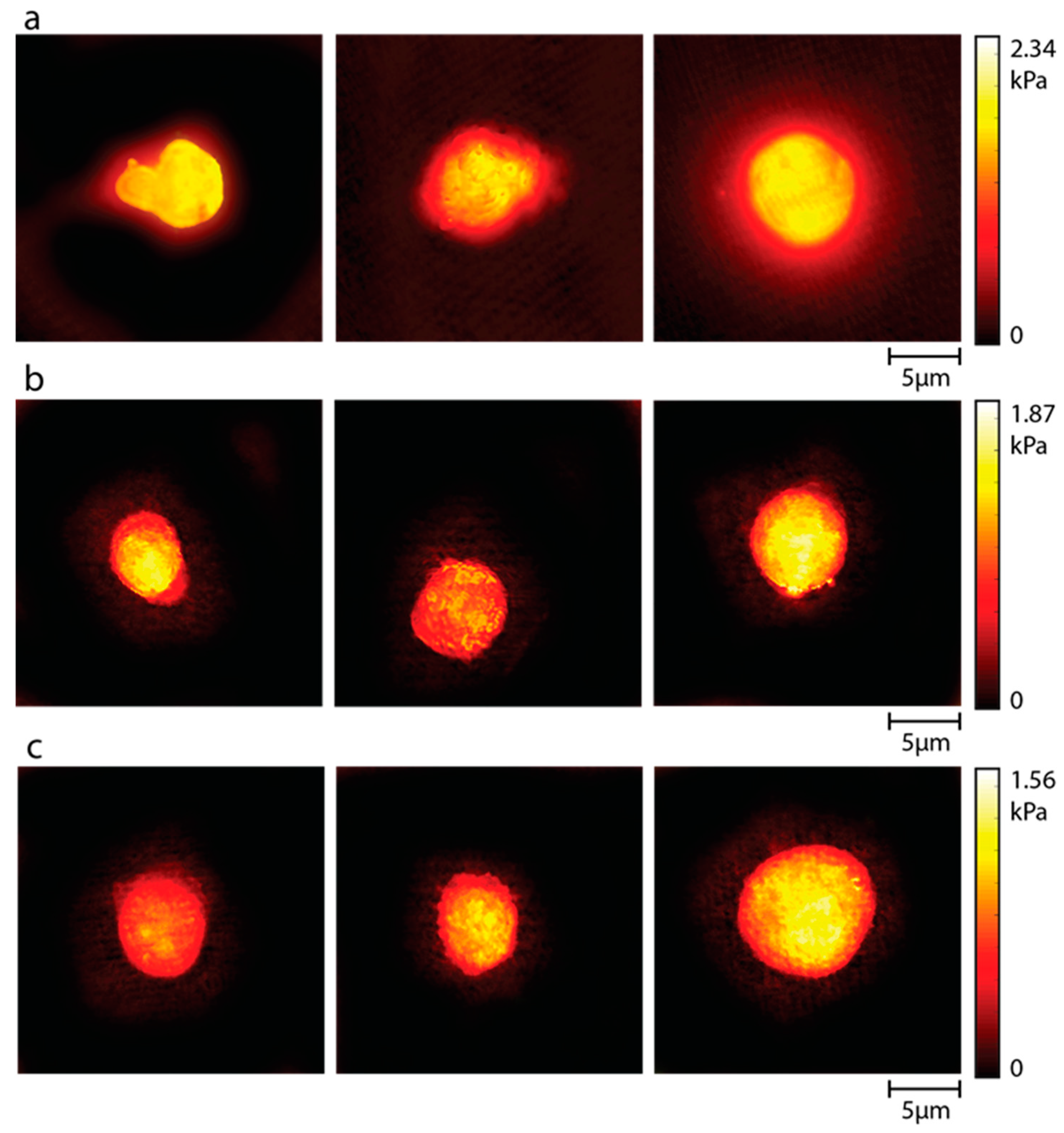 Pharmaceutics 16 00837 g007