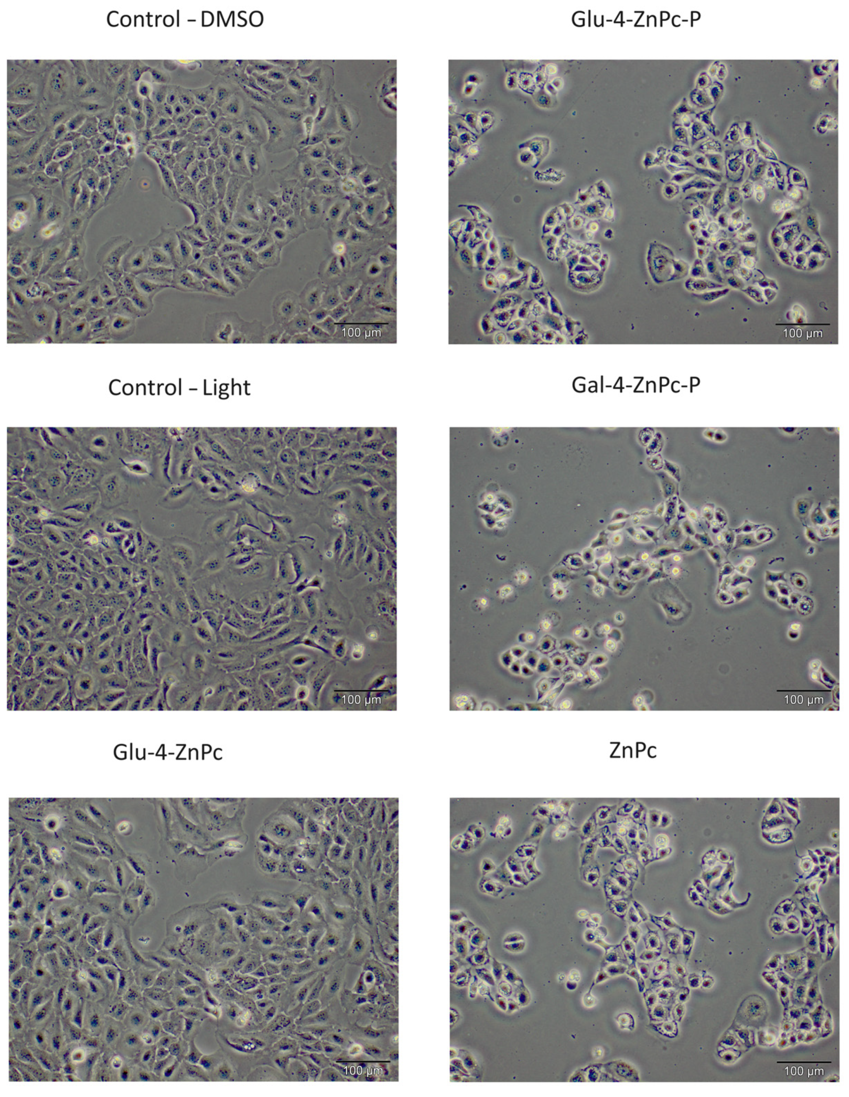 Pharmaceutics 16 00838 g004