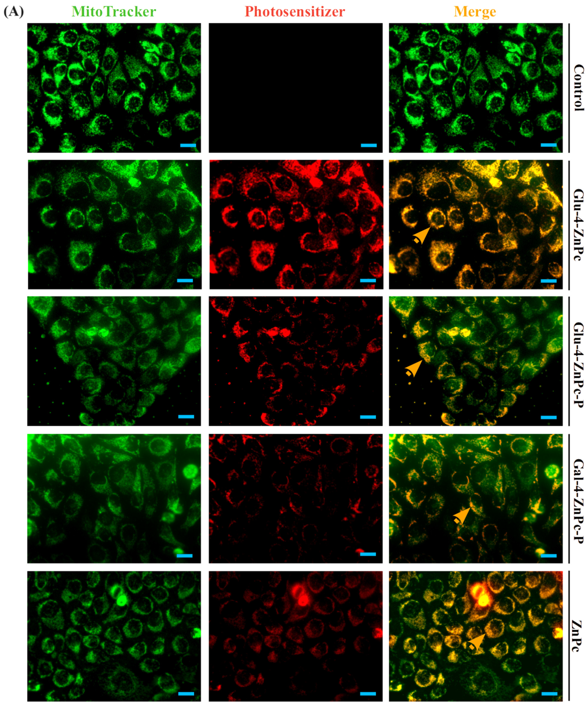 Pharmaceutics 16 00838 g006a