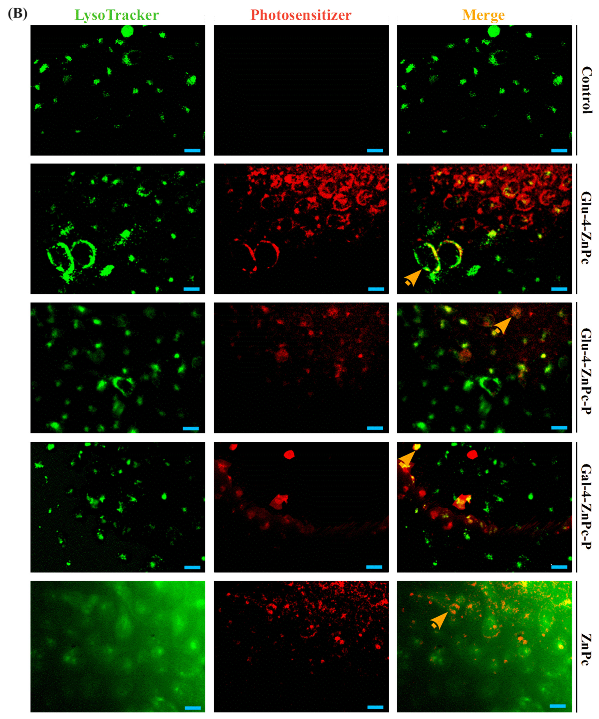 Pharmaceutics 16 00838 g006b