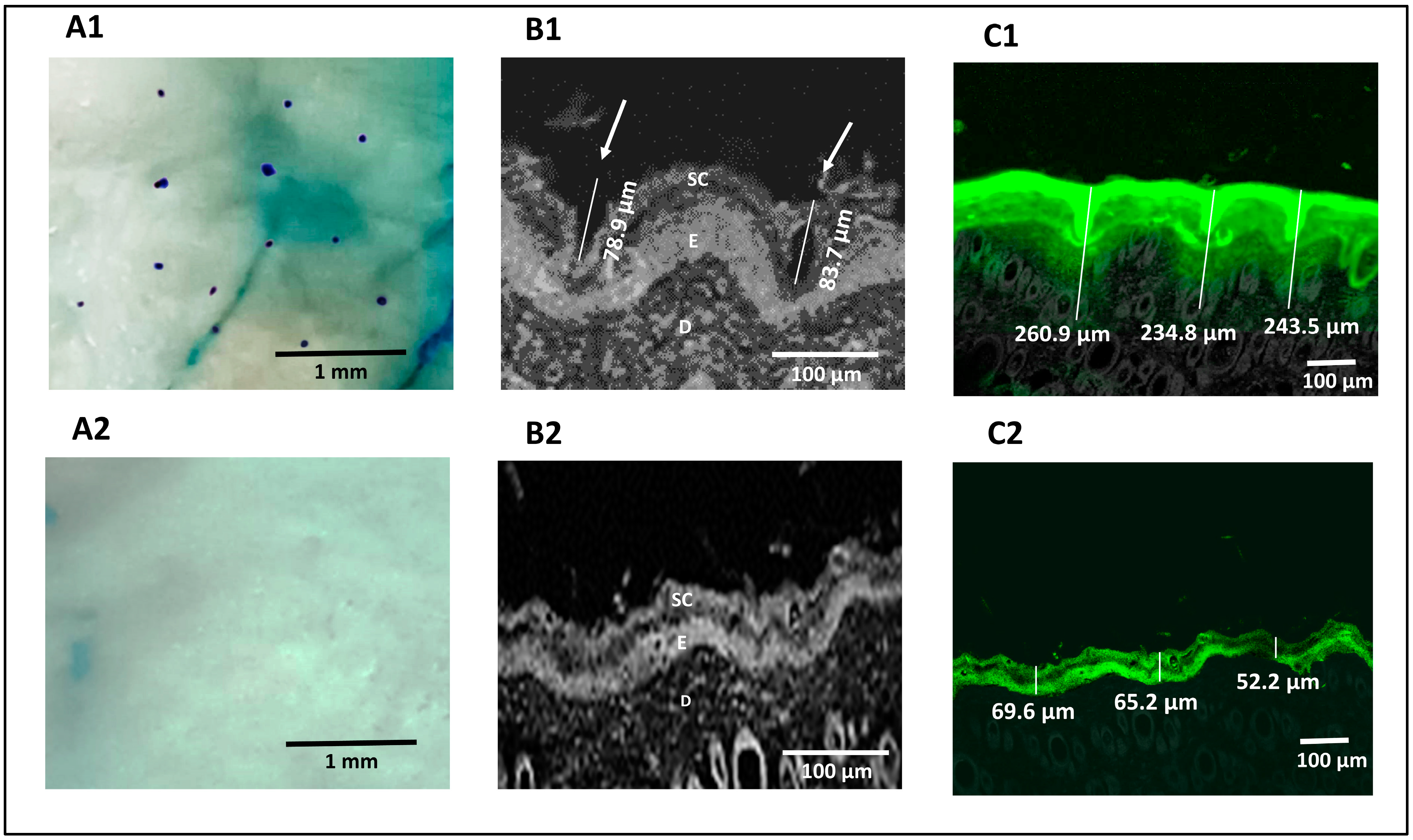 Pharmaceutics 16 00844 g004