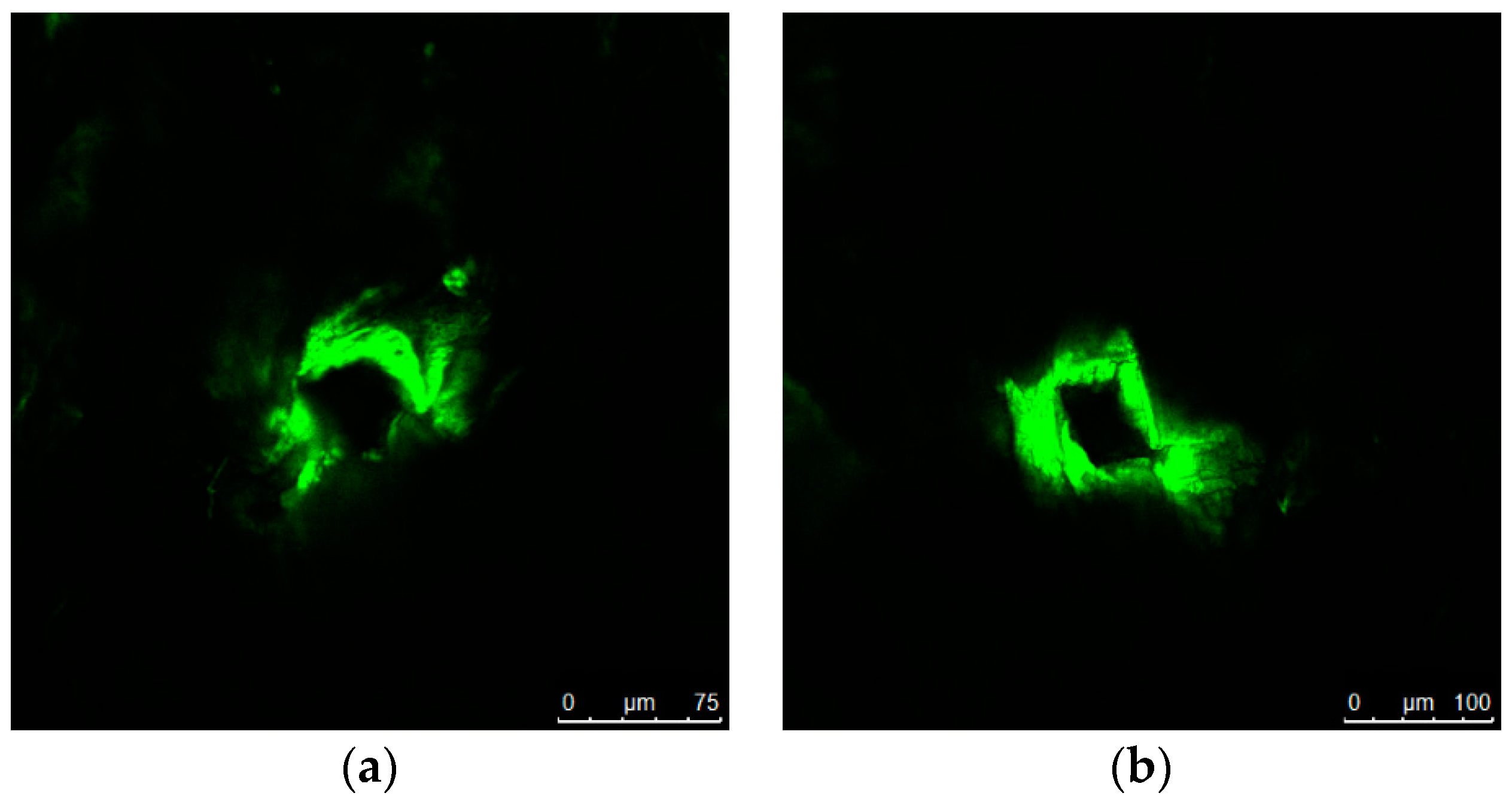 Pharmaceutics 16 00845 g009
