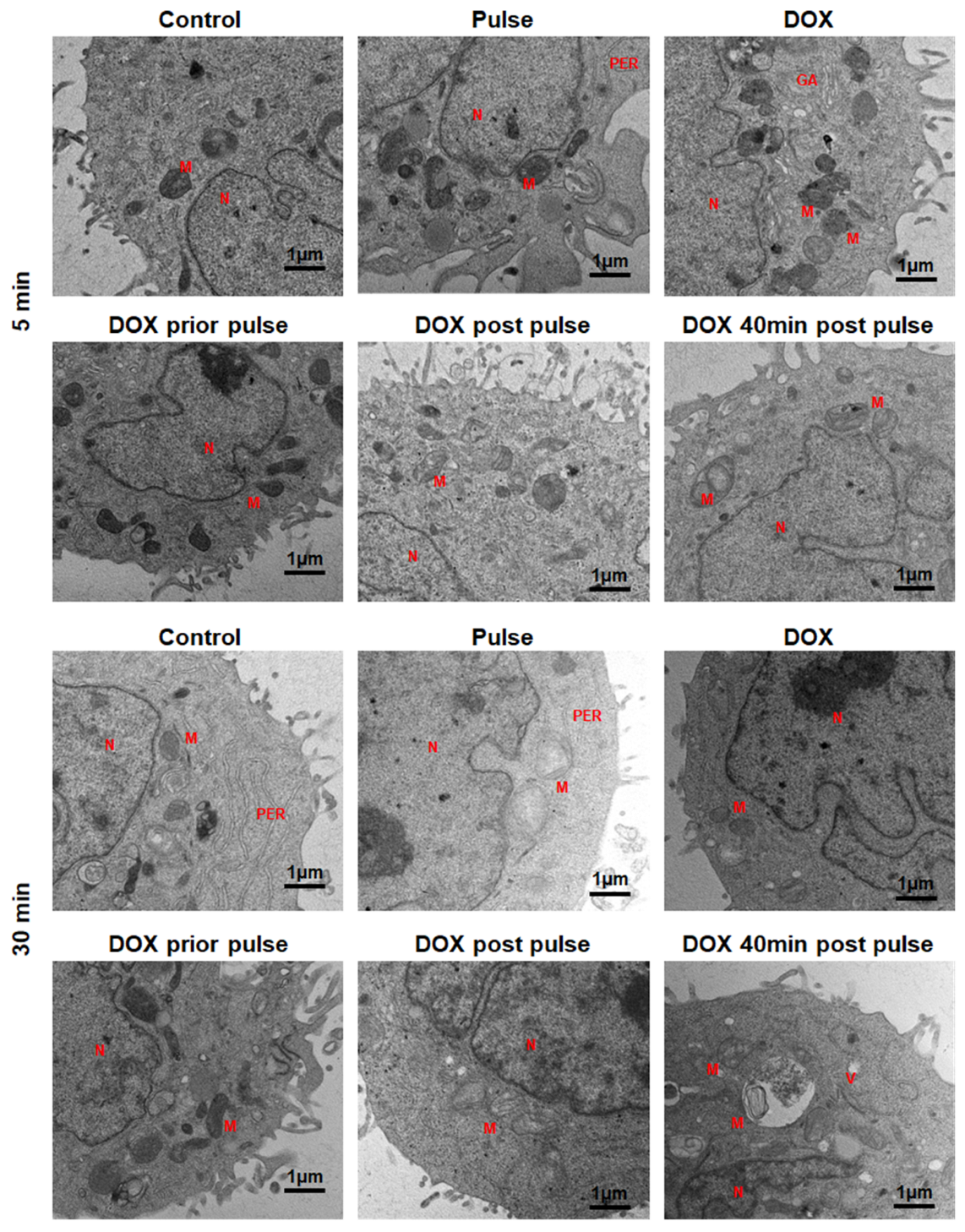 Pharmaceutics 16 00851 g010