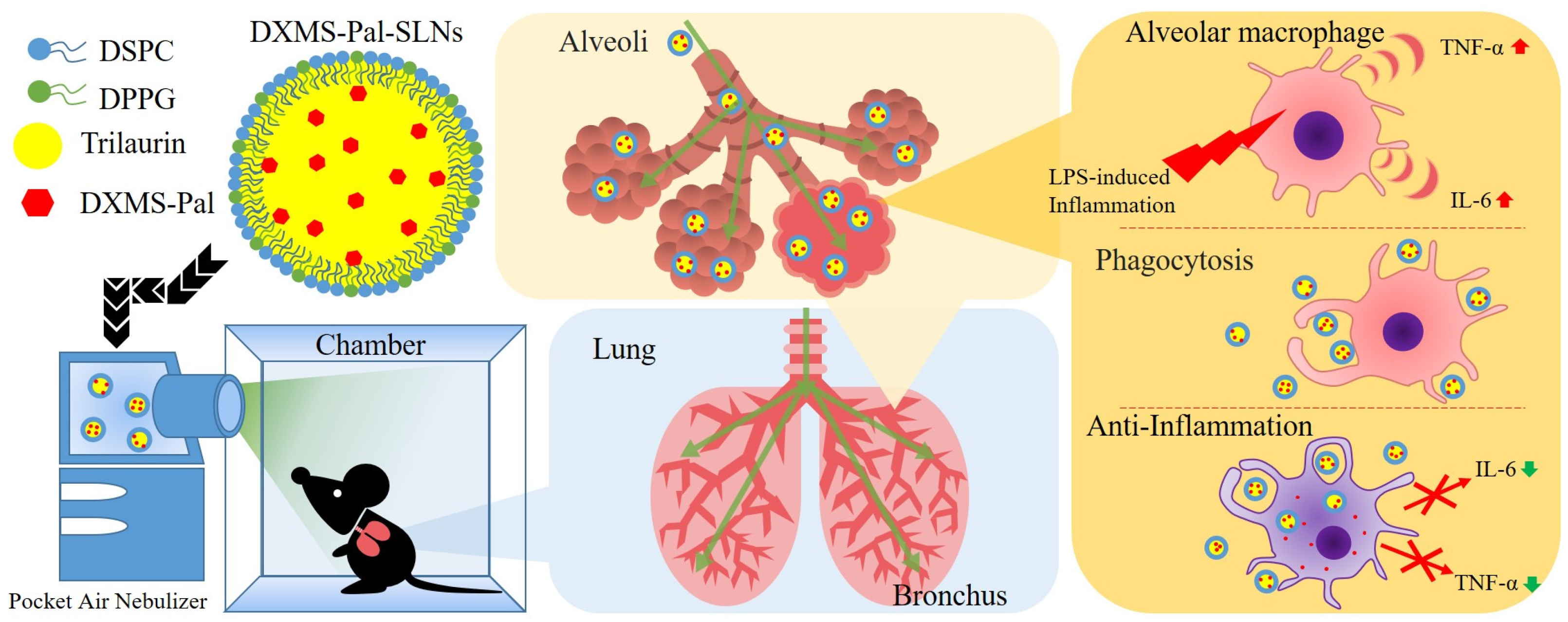 Pharmaceutics 16 00878 sch001