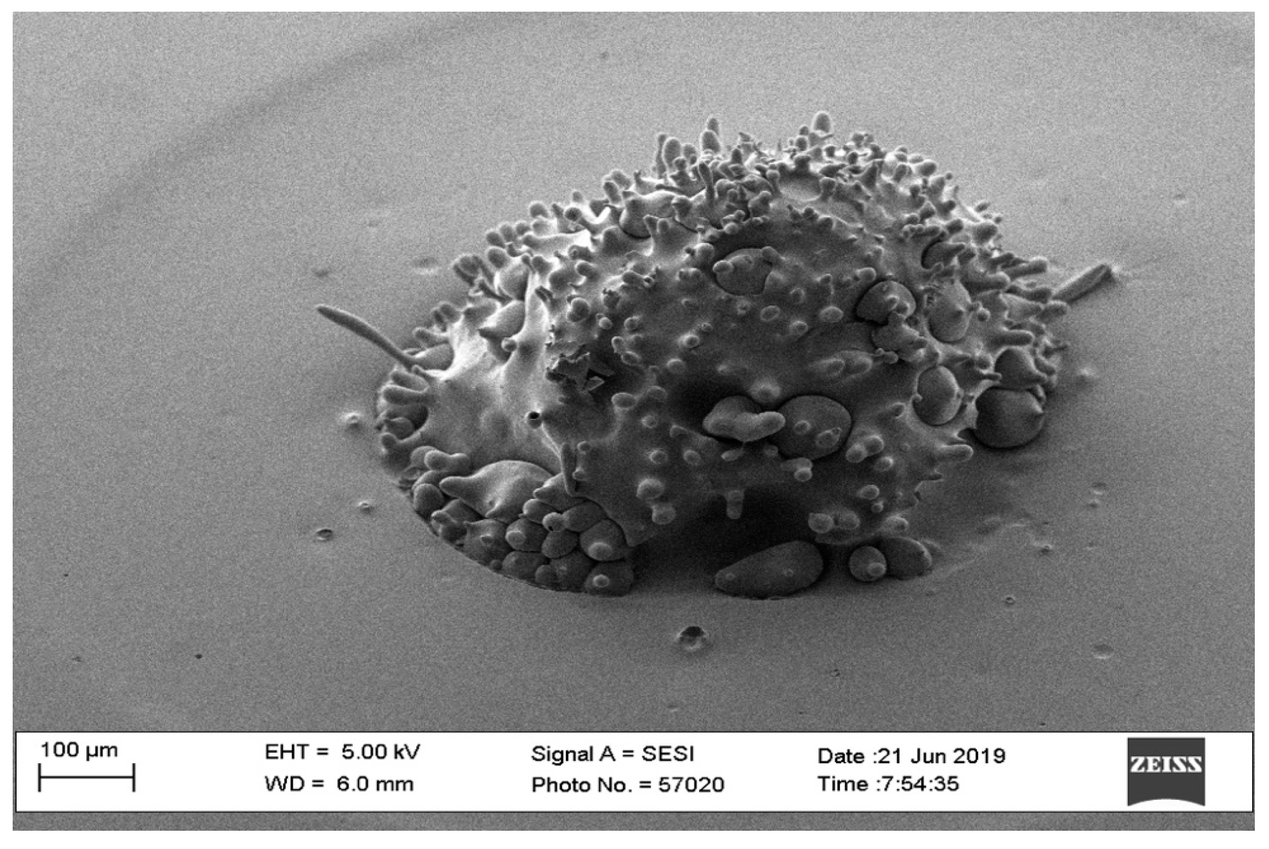 Pharmaceutics 16 00885 g002