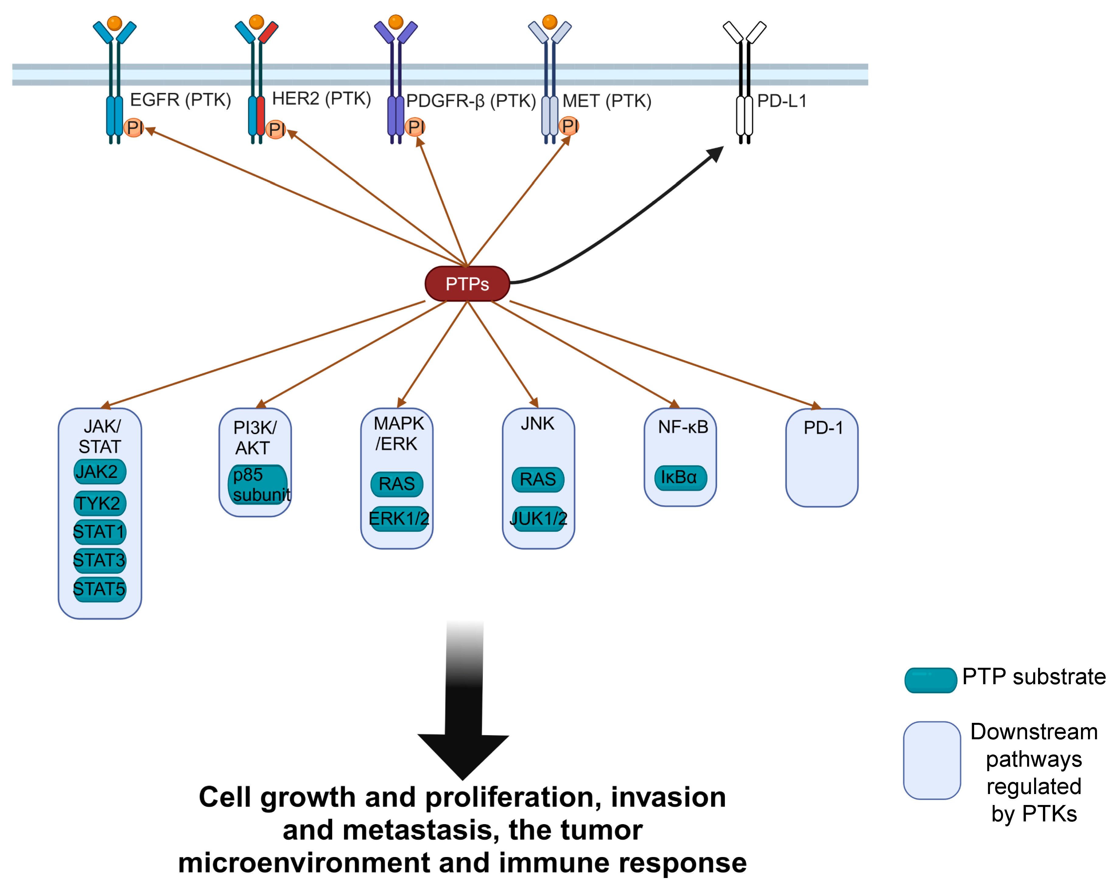 Pharmaceutics 16 00888 g002 Pharmaceutics 16 00888 g002