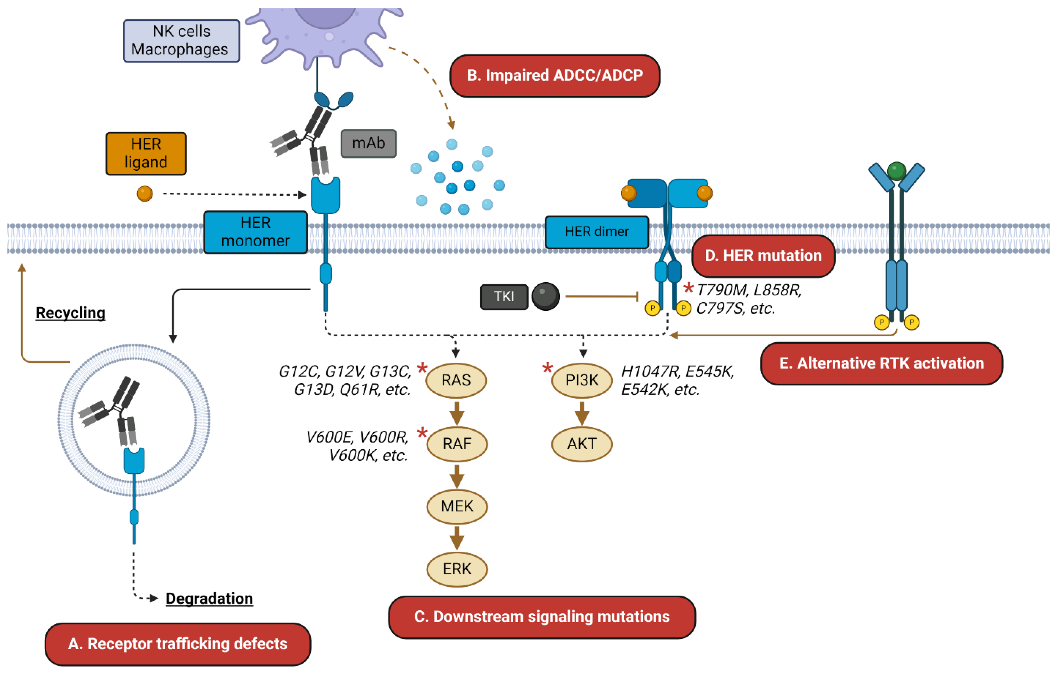Pharmaceutics 16 00890 g001