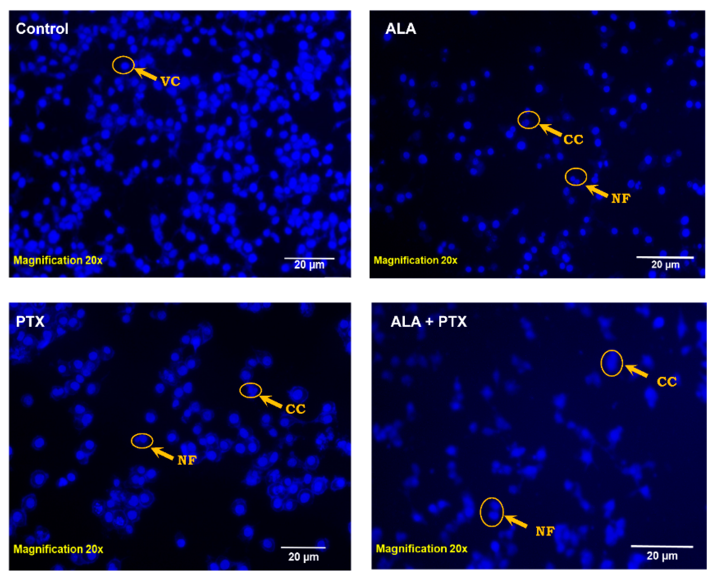 Pharmaceutics 16 00913 g007