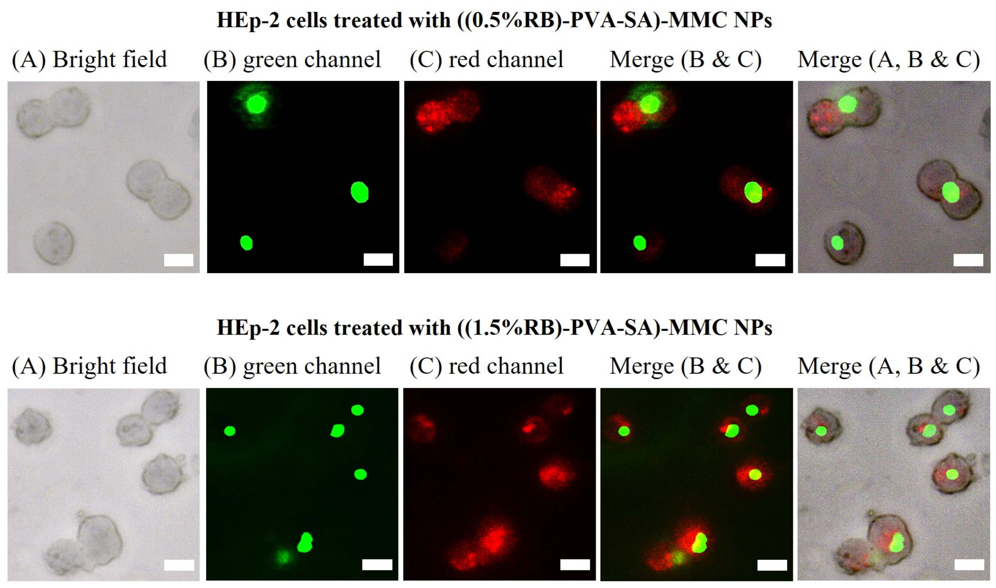 Pharmaceutics 16 00931 g011 Pharmaceutics 16 00931 g011