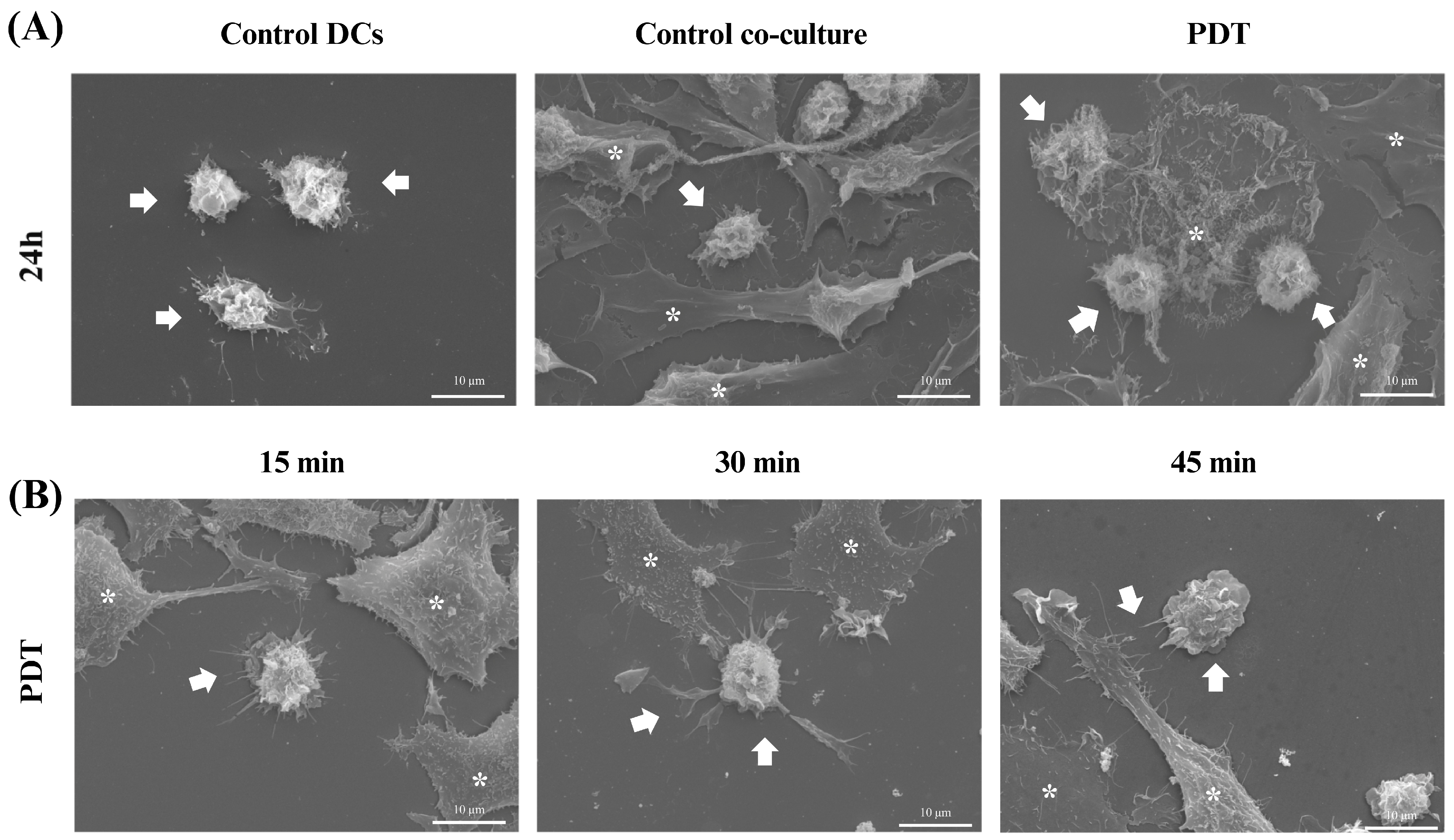 Pharmaceutics 16 00941 g009