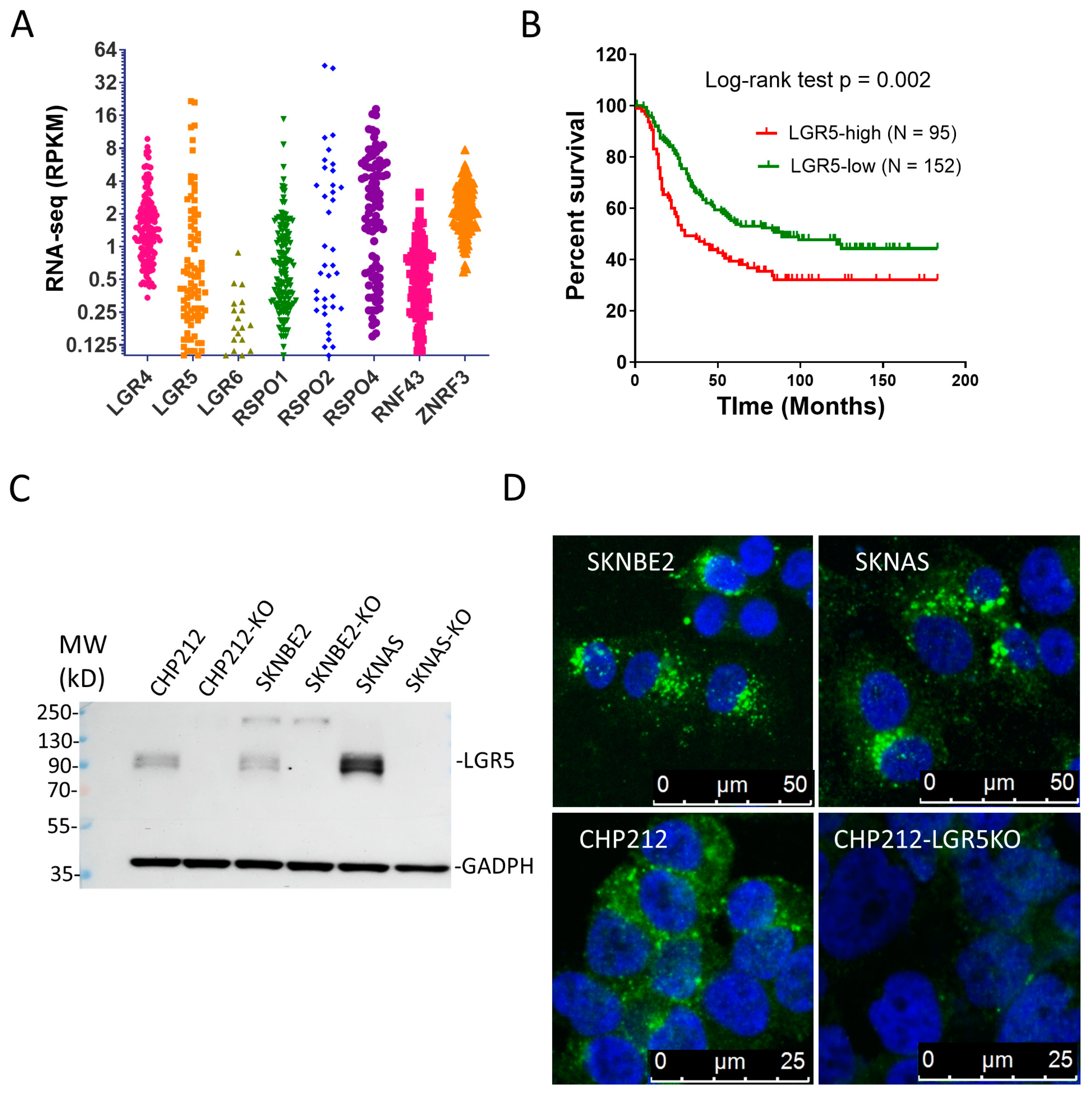 Pharmaceutics 16 00943 g001