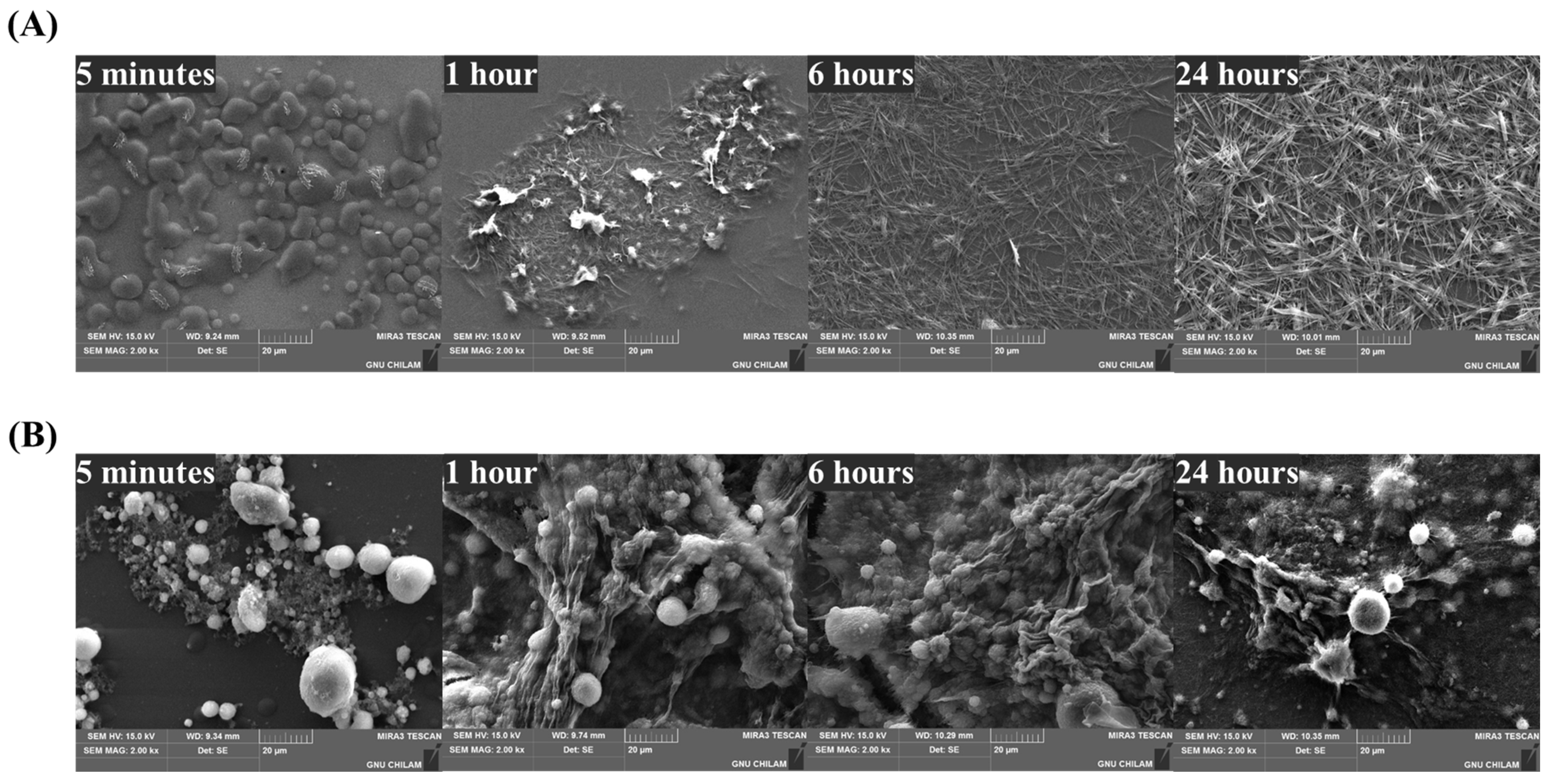 Pharmaceutics 16 00958 g010