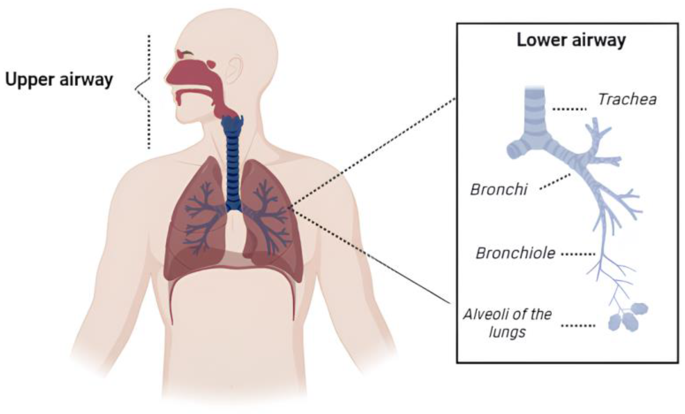Pharmaceutics 16 00969 g001 Pharmaceutics 16 00969 g001