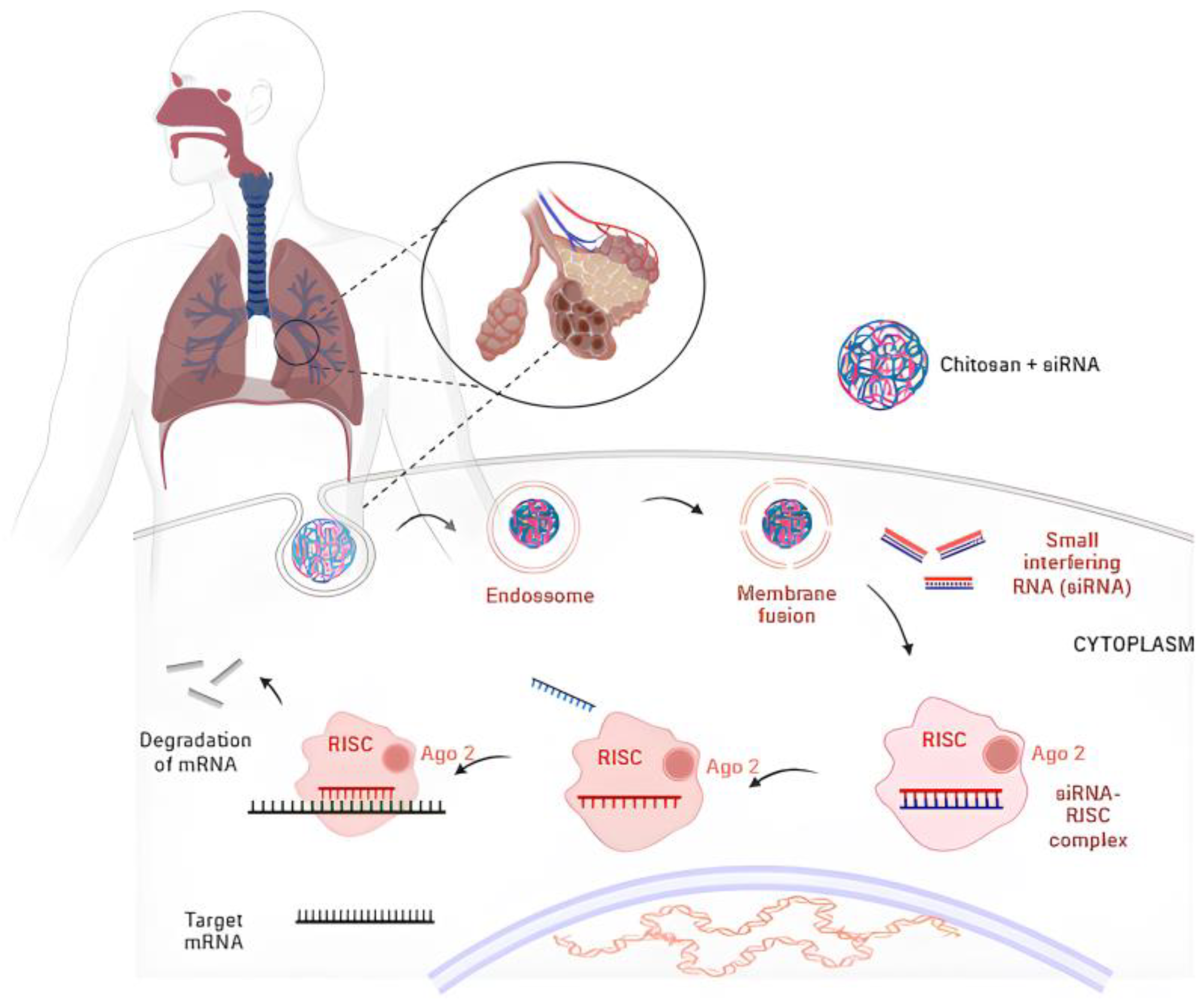 Pharmaceutics 16 00969 g005 Pharmaceutics 16 00969 g005