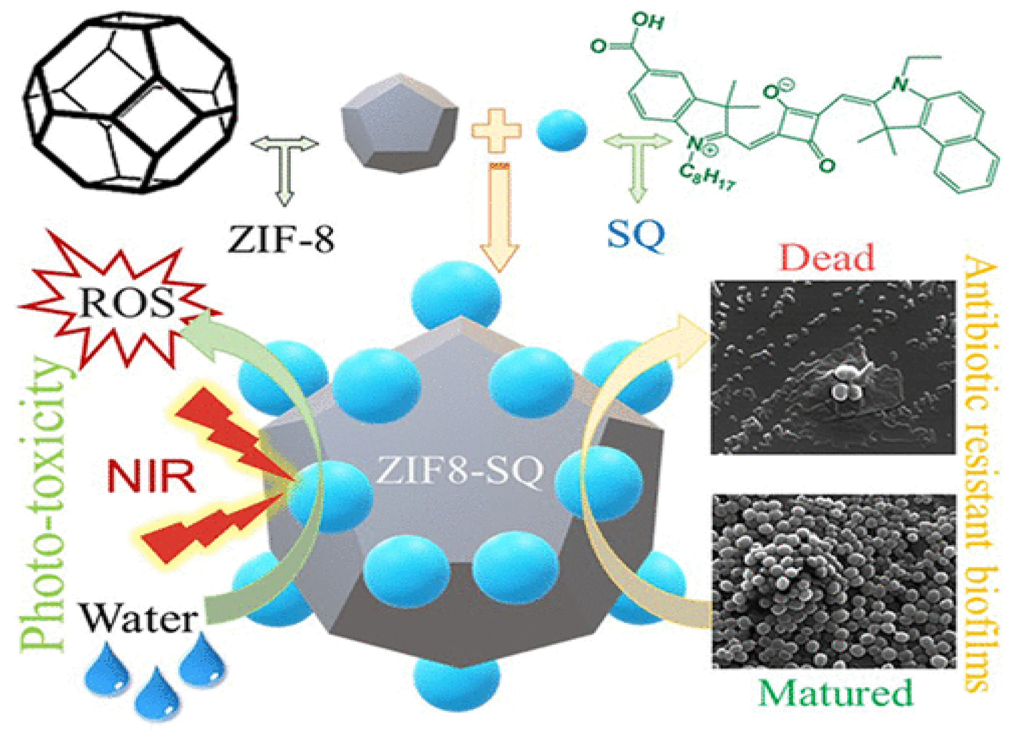 Pharmaceutics 16 00976 g005