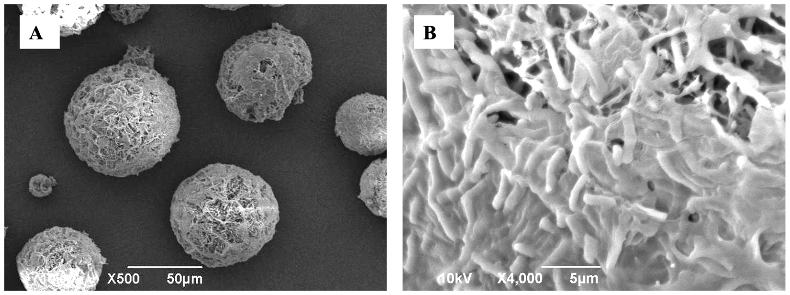 Pharmaceutics 16 00980 g001