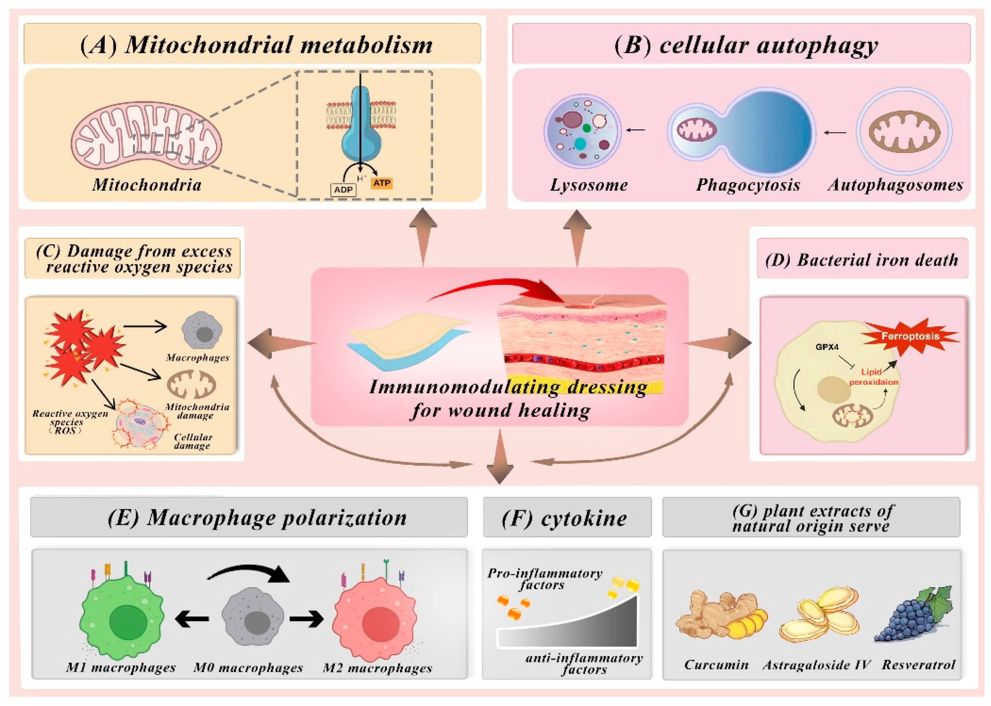 Pharmaceutics 16 00990 g002