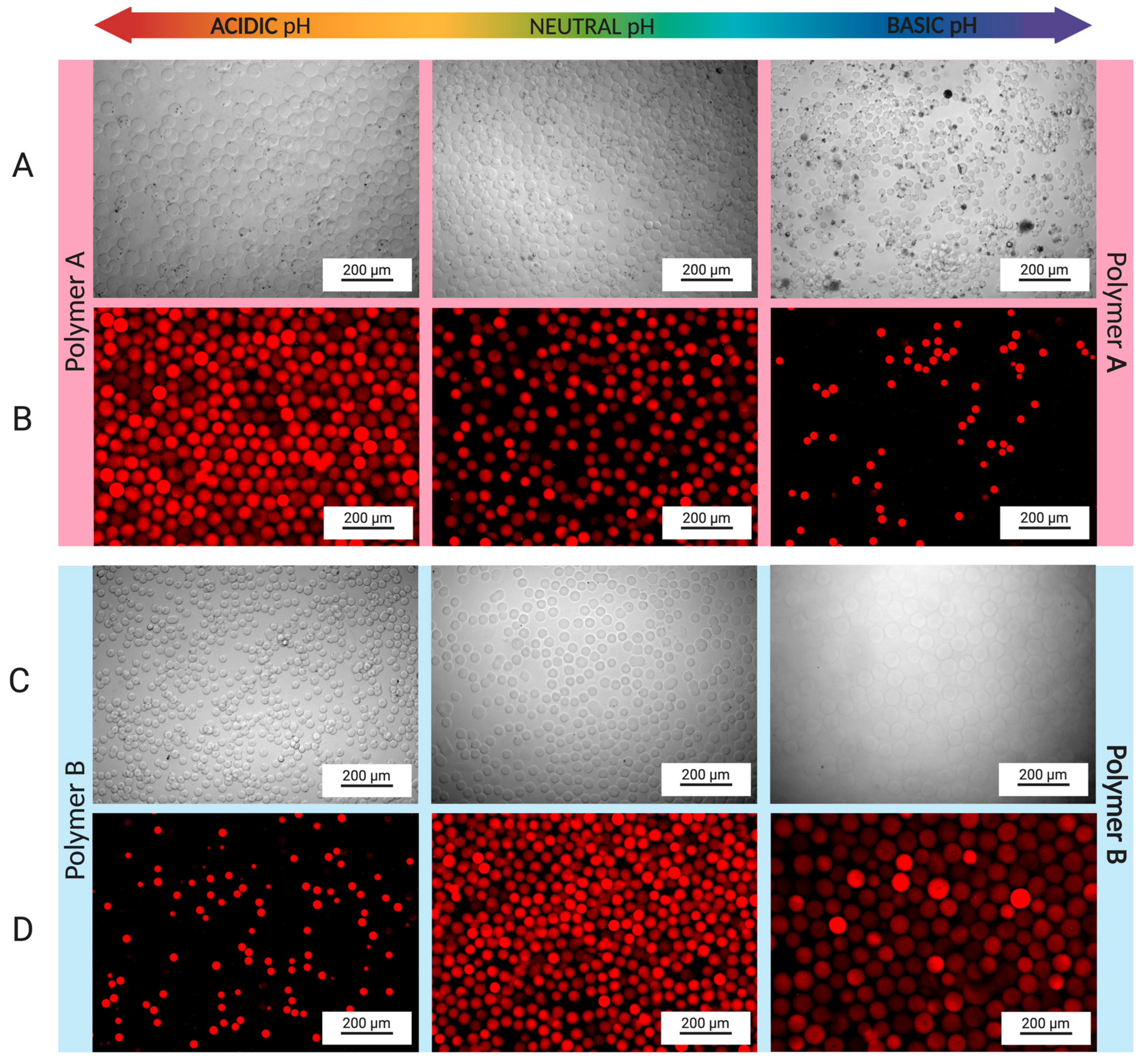 Pharmaceutics 16 01016 g004