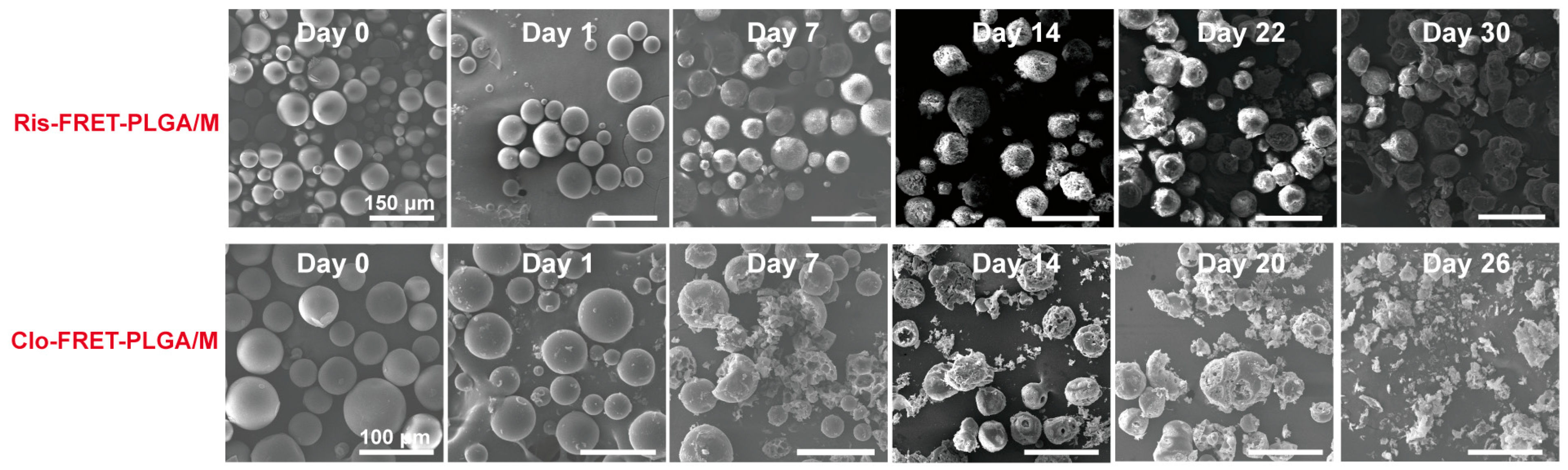 Pharmaceutics 16 01019 g006