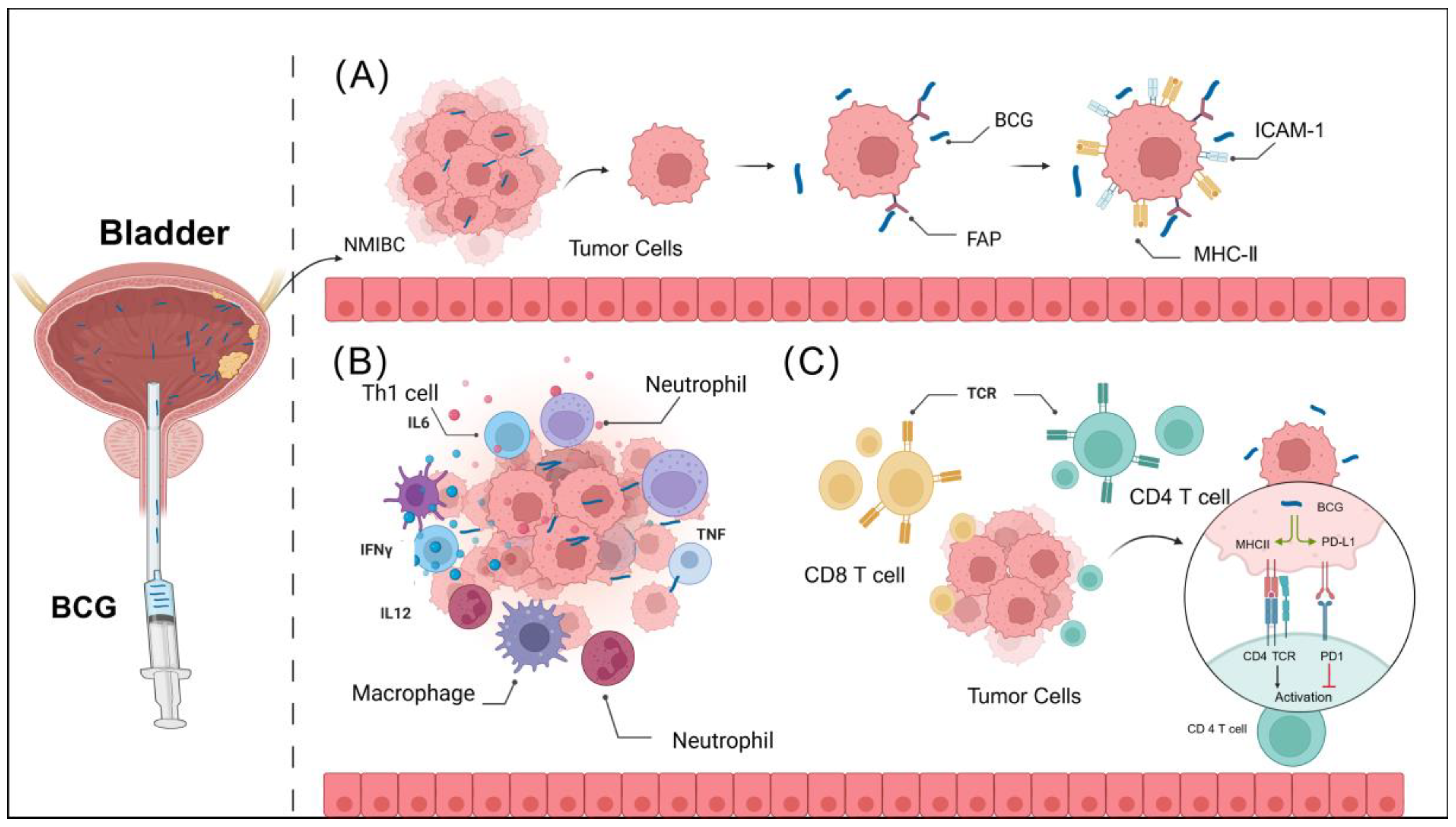 Pharmaceutics 16 01067 g001
