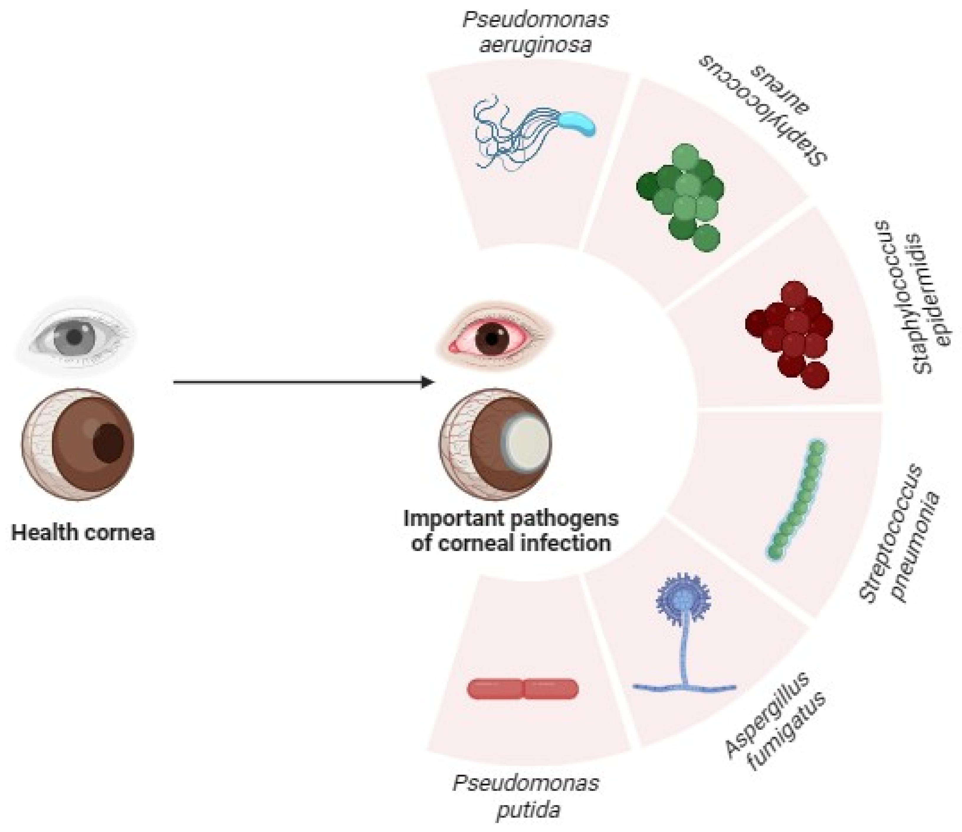 Pharmaceutics 16 01074 g001