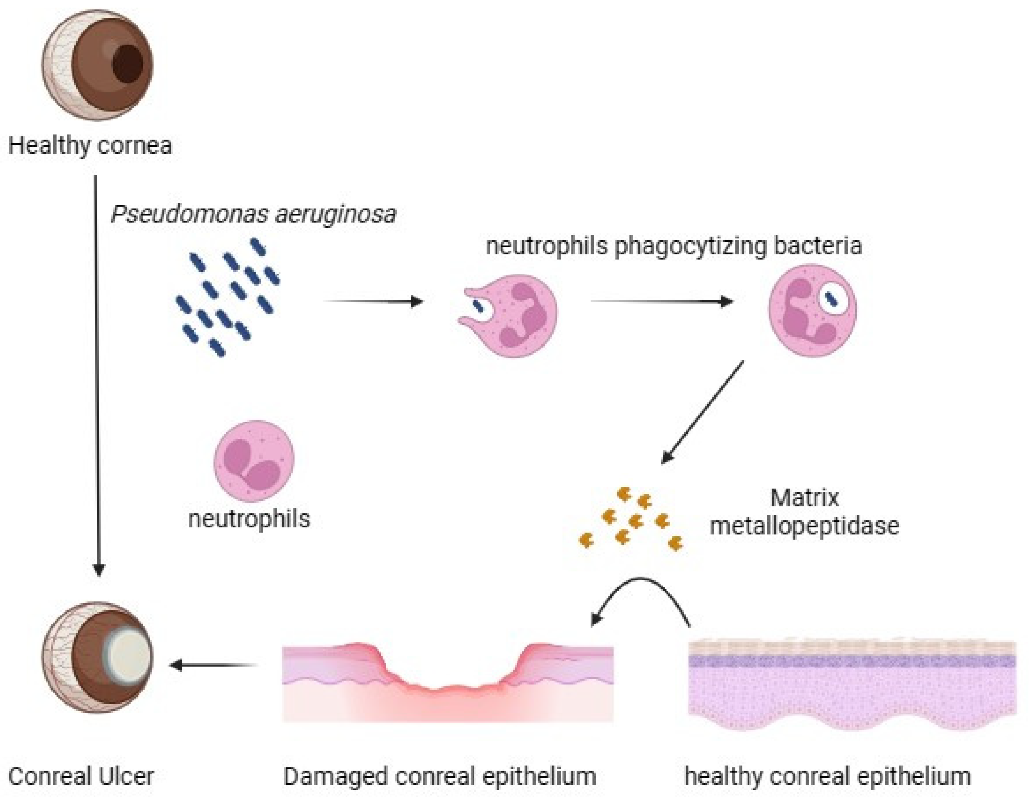 Pharmaceutics 16 01074 g002