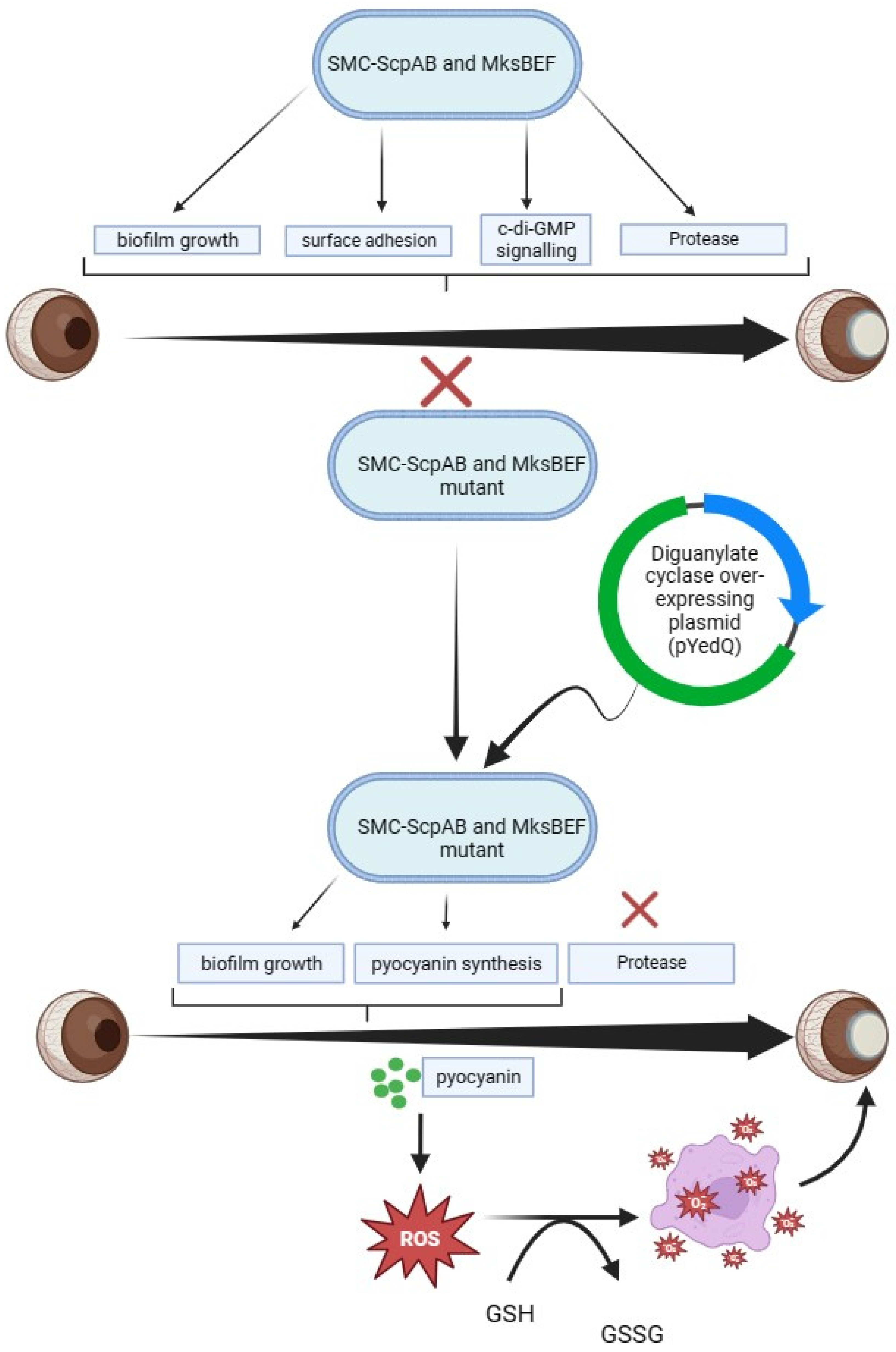Pharmaceutics 16 01074 g004