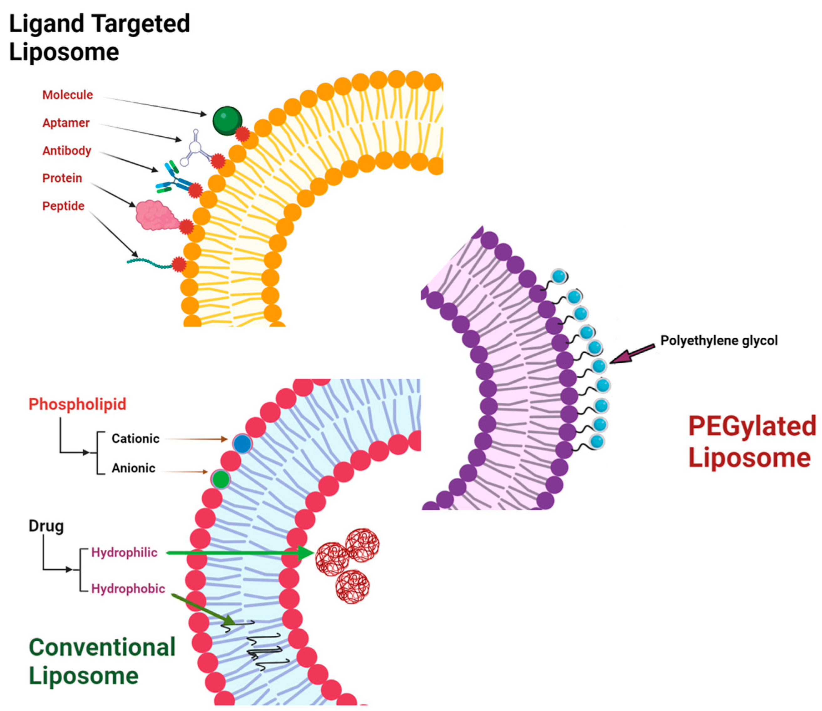 Pharmaceutics 16 01114 g003