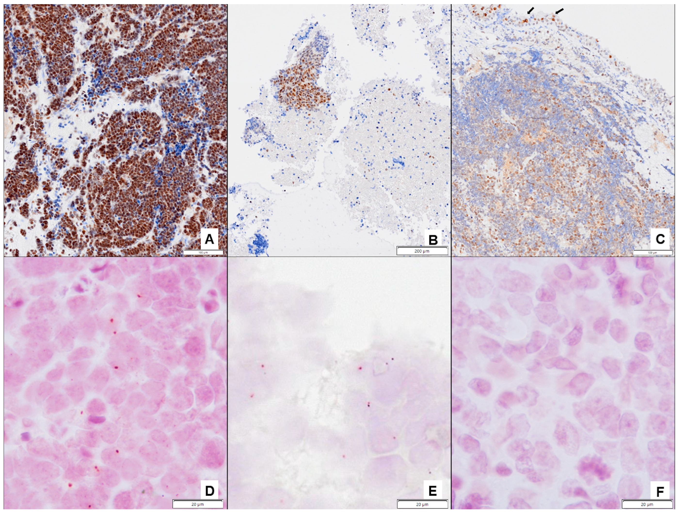 Pharmaceutics 16 01121 g002 Pharmaceutics 16 01121 g002