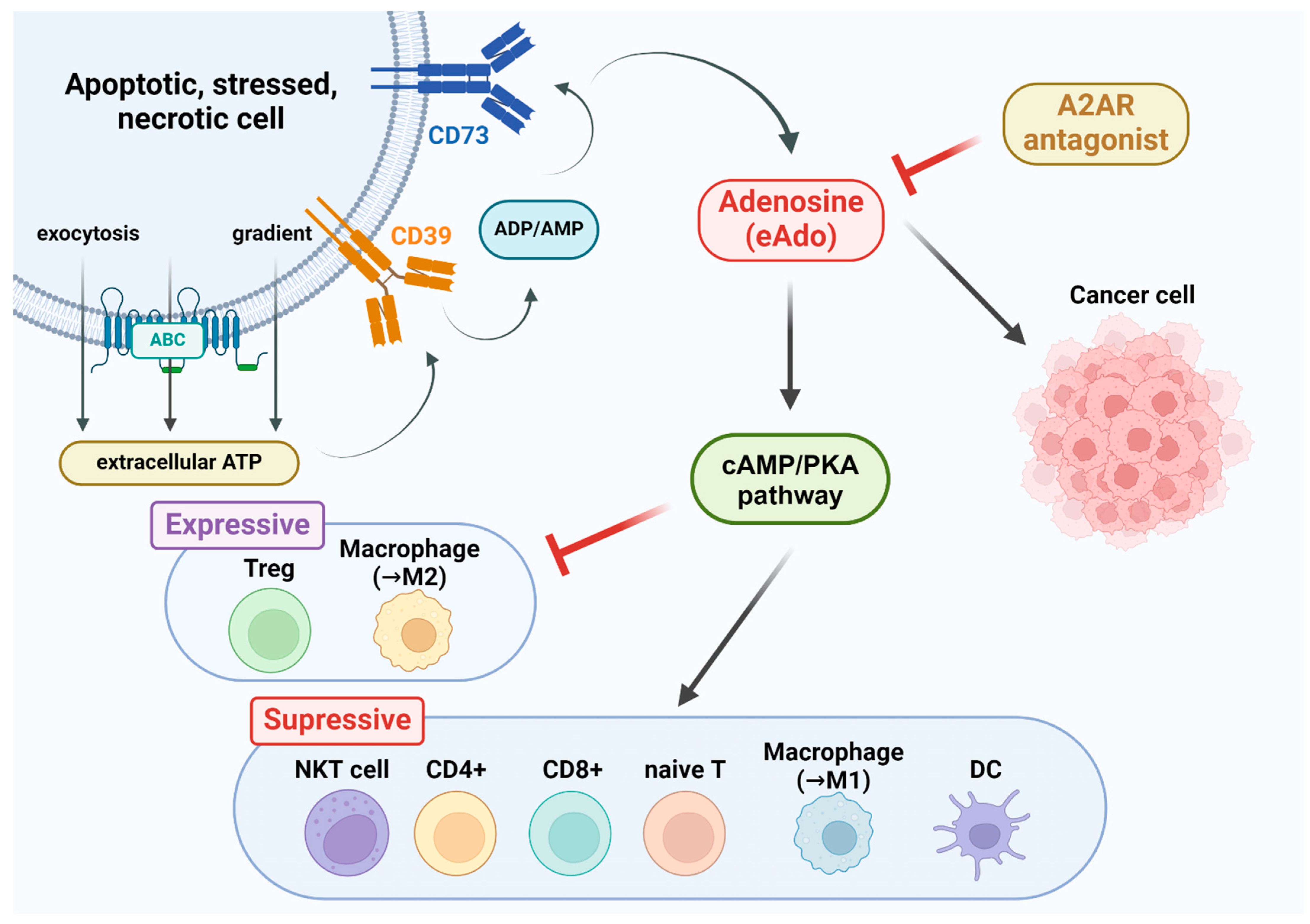 Pharmaceutics 16 01127 g001