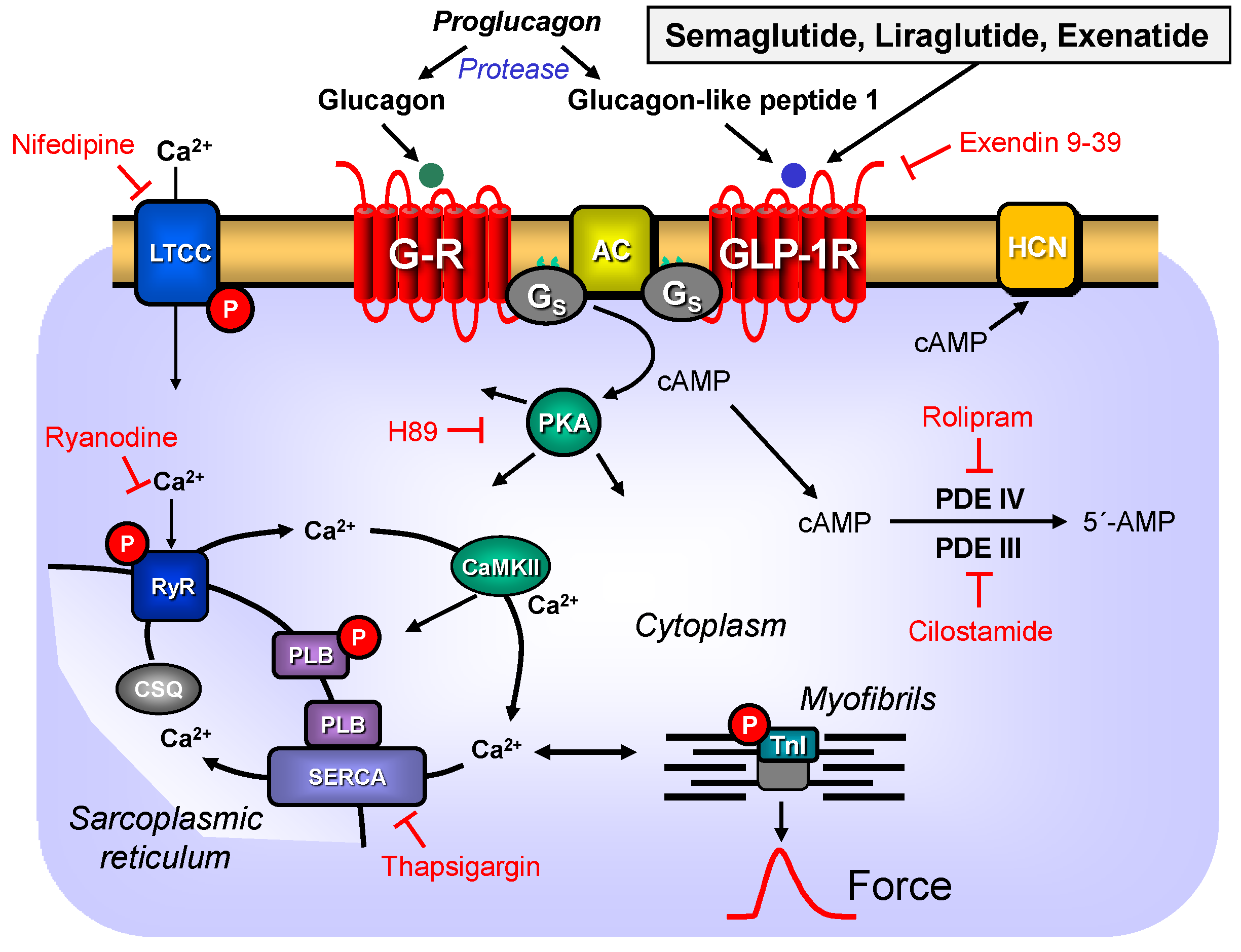 Pharmaceutics 16 01139 g001