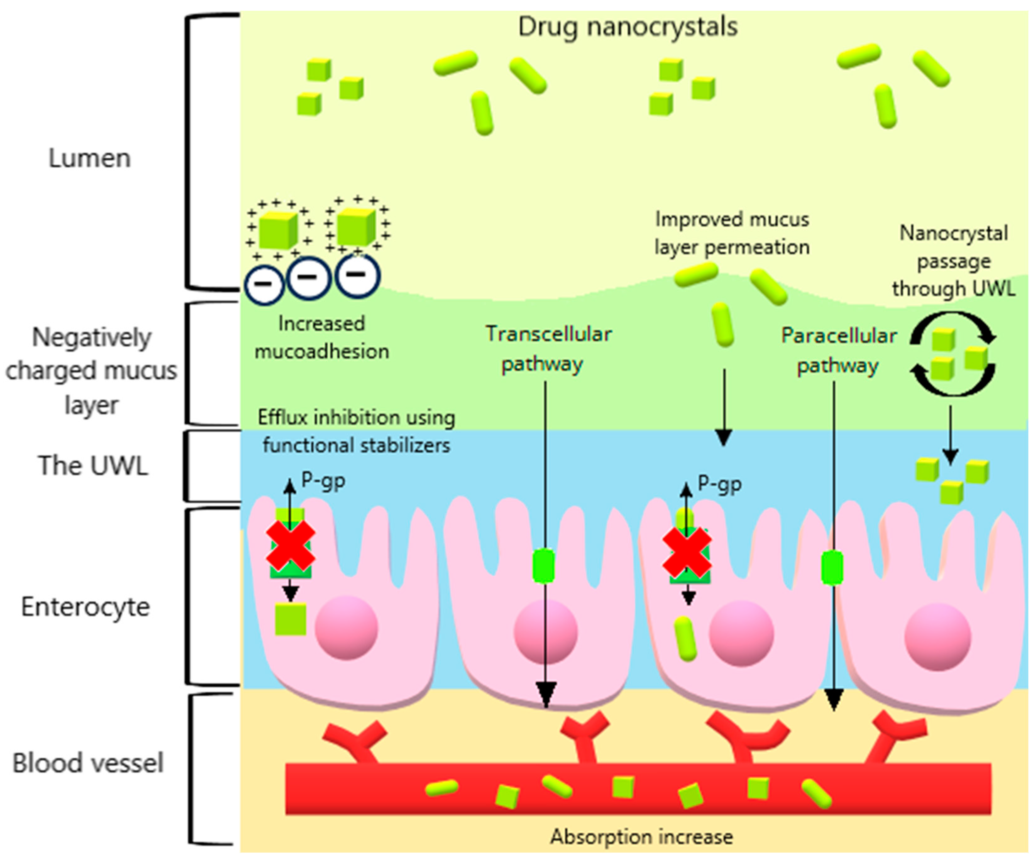 Pharmaceutics 16 01141 g003