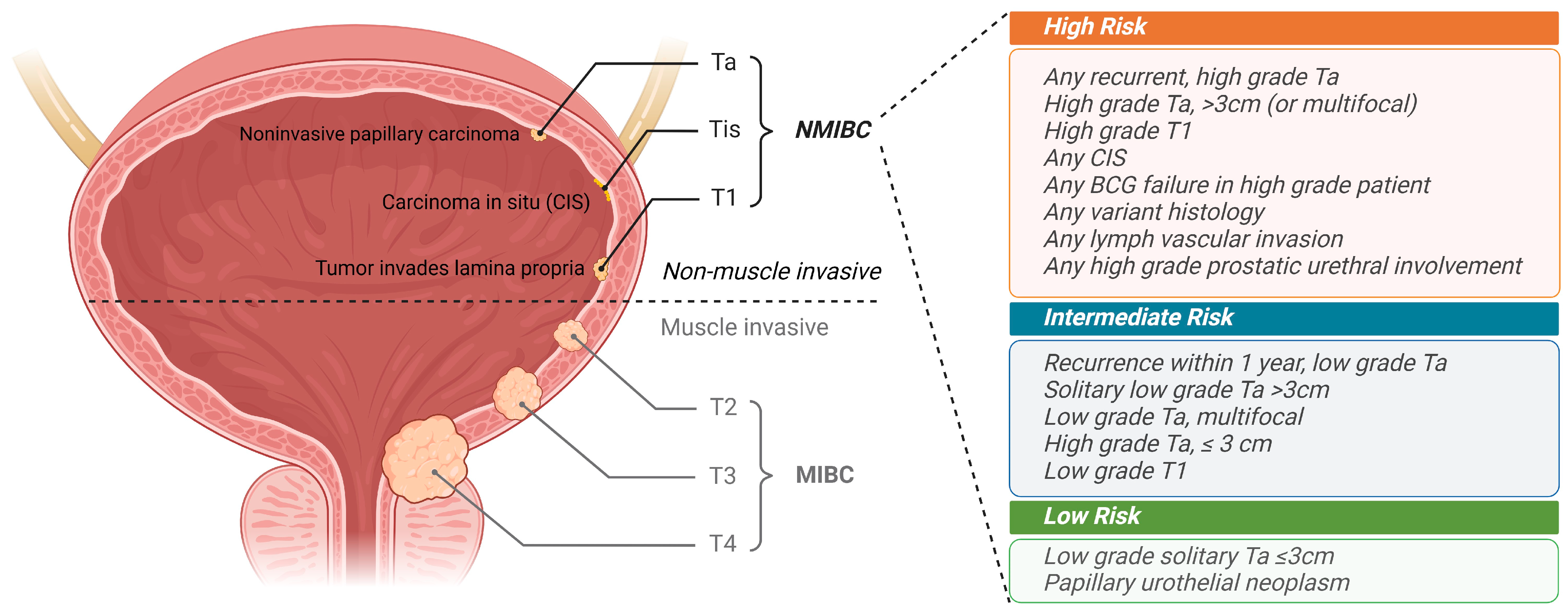 Pharmaceutics 16 01154 g001