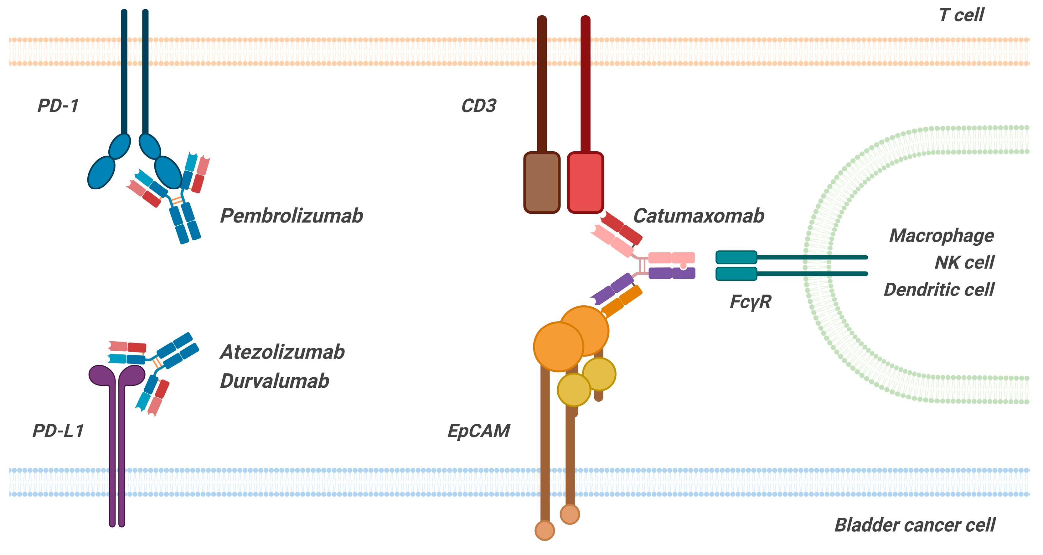 Pharmaceutics 16 01154 g005