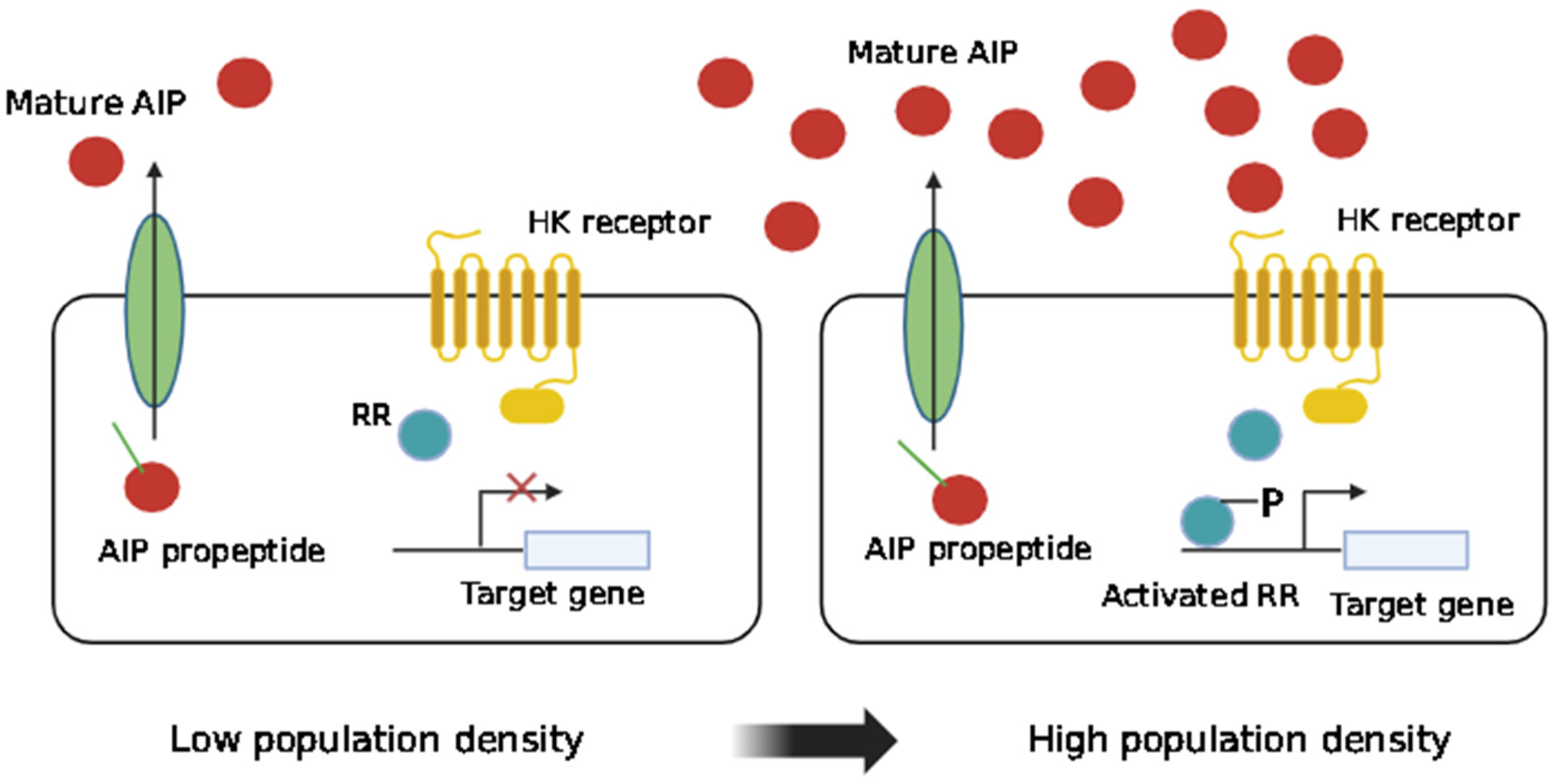 Pharmaceutics 16 01160 g003
