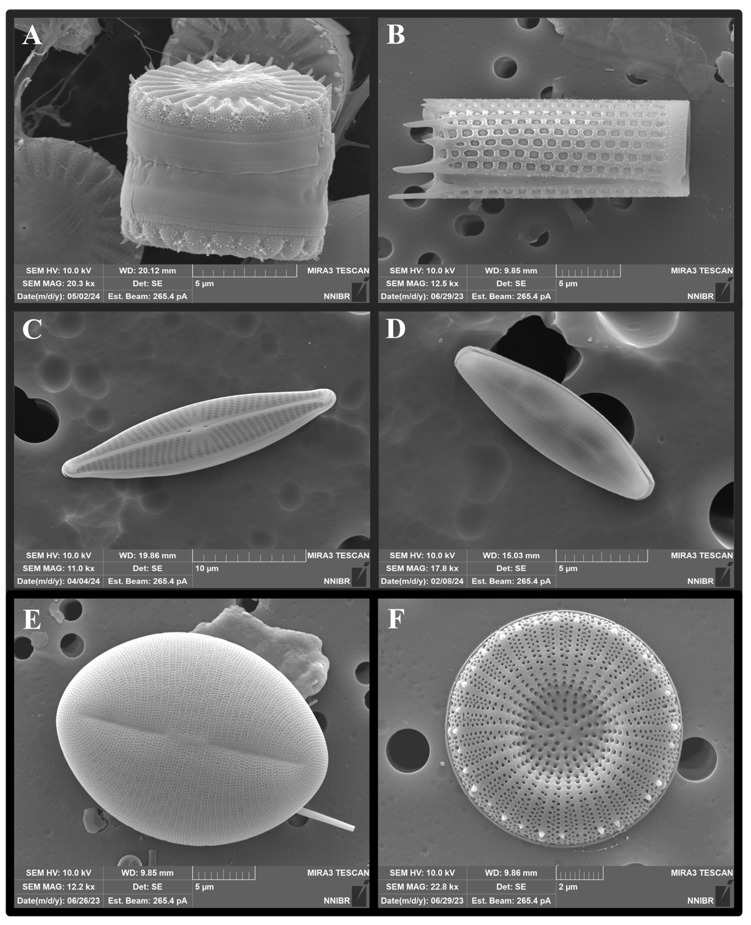 Pharmaceutics 16 01171 g002