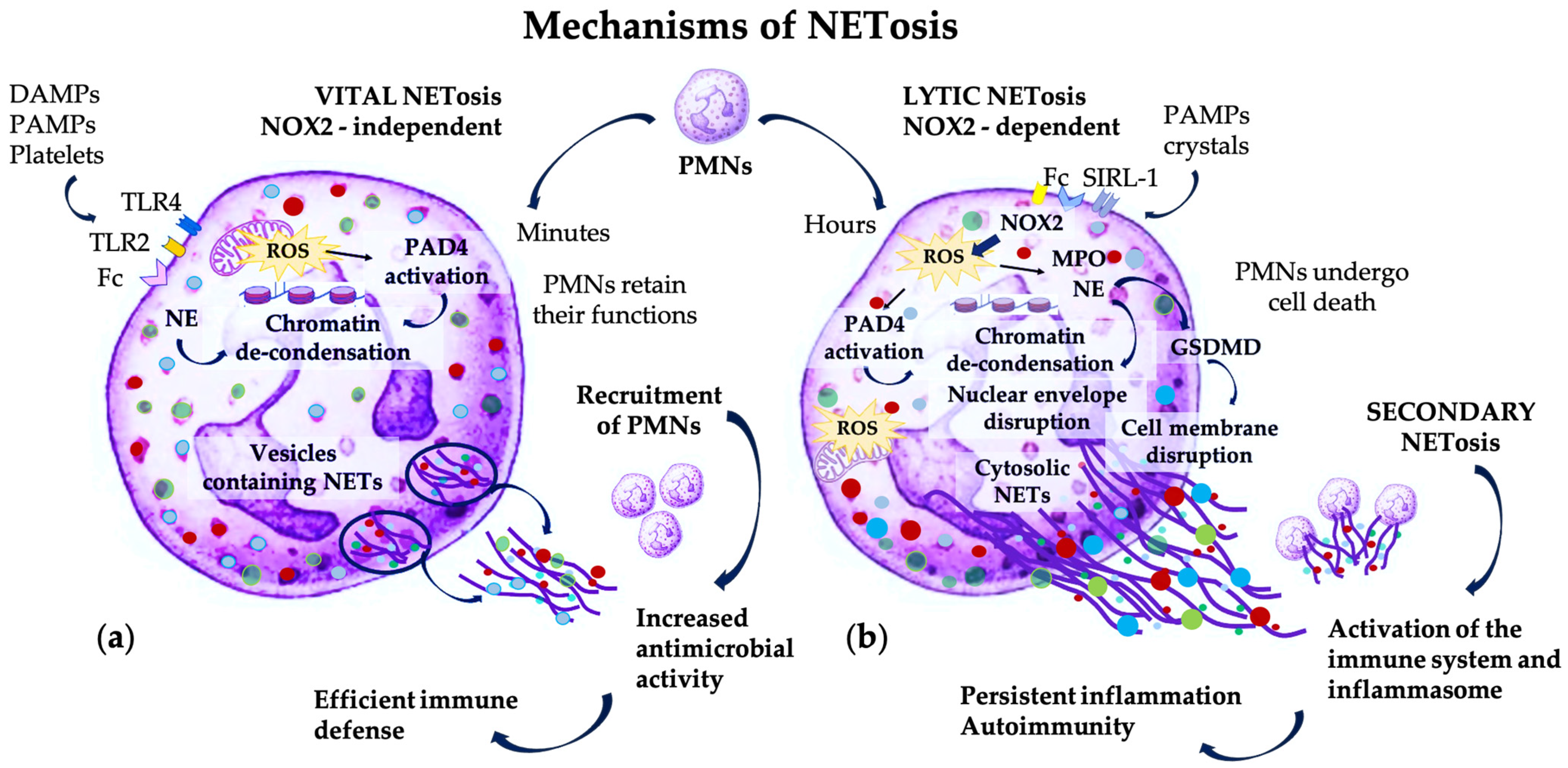 Pharmaceutics 16 01175 g001