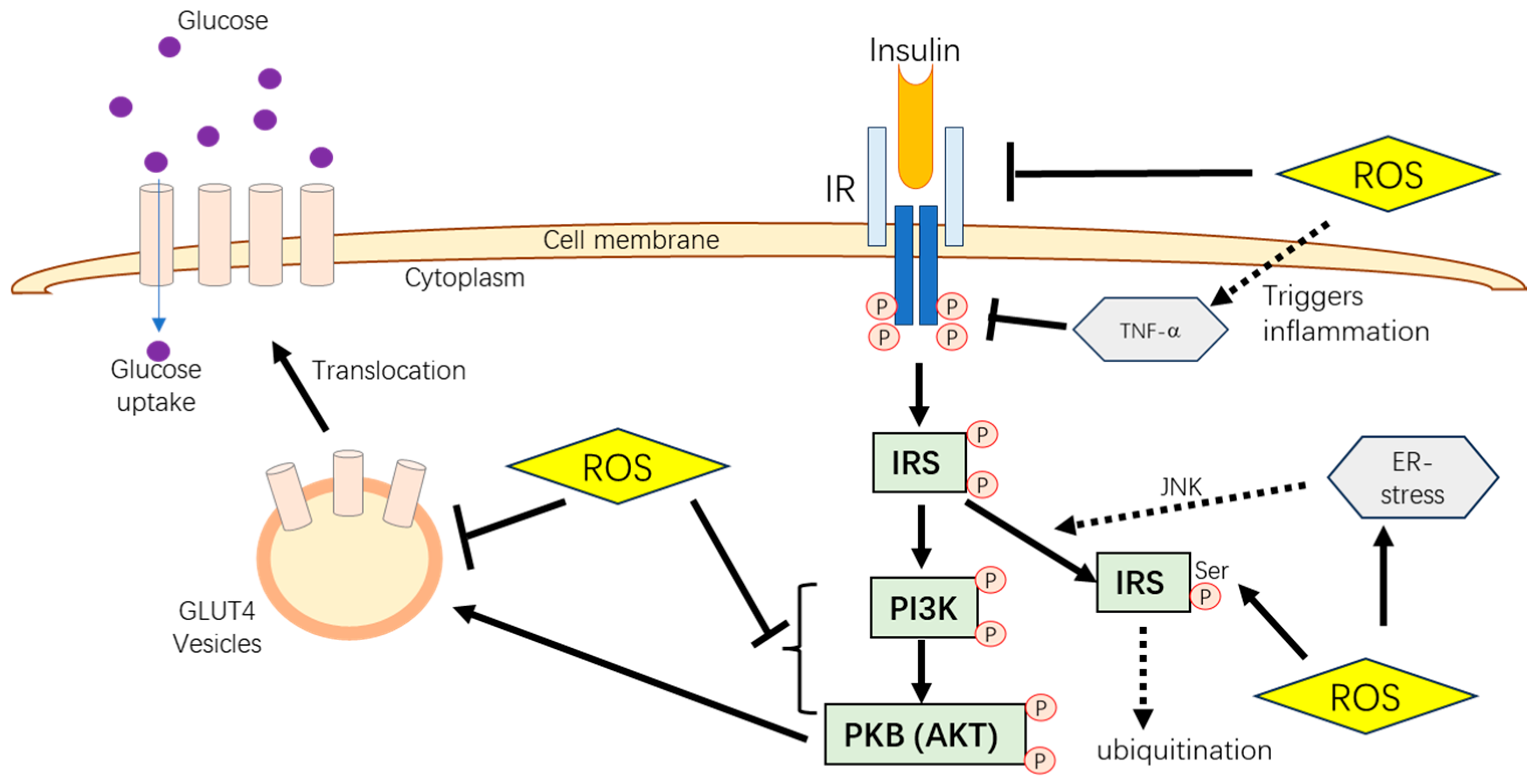 Pharmaceutics 16 01208 g002