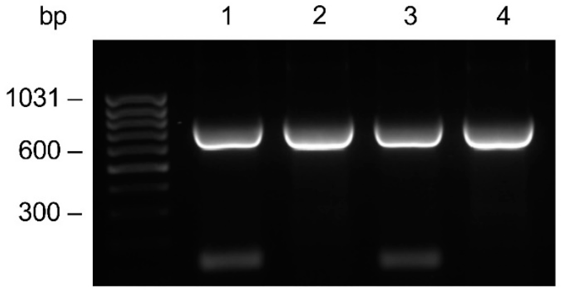 Pharmaceutics 16 01218 g002