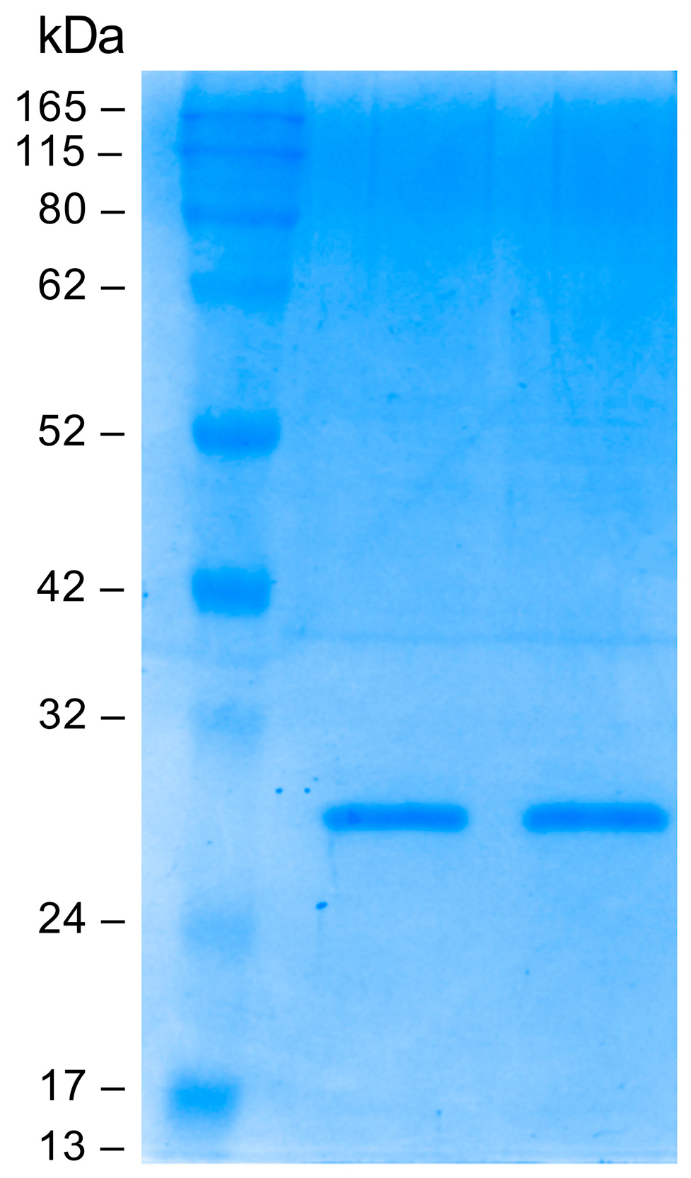 Pharmaceutics 16 01218 g003