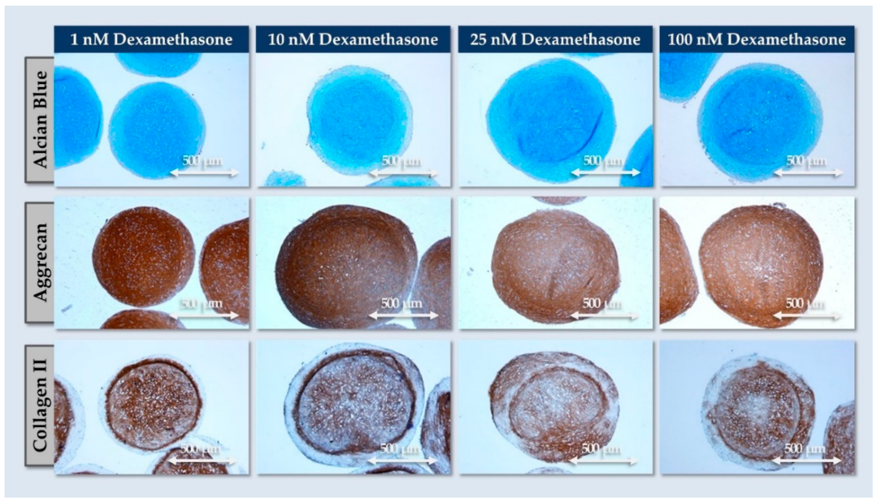 Pharmaceutics 16 01274 g006 Pharmaceutics 16 01274 g006