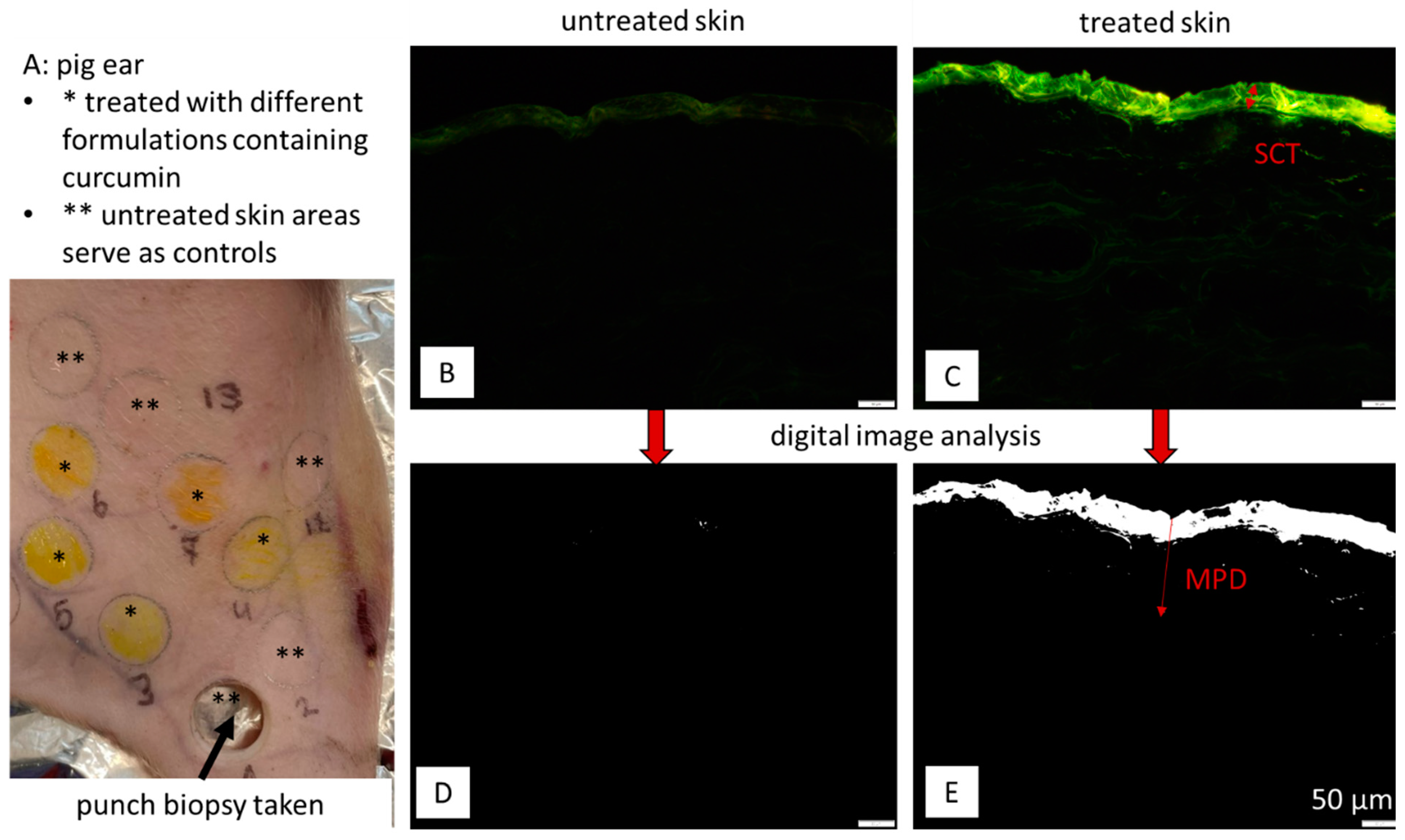 Pharmaceutics 16 01302 g001