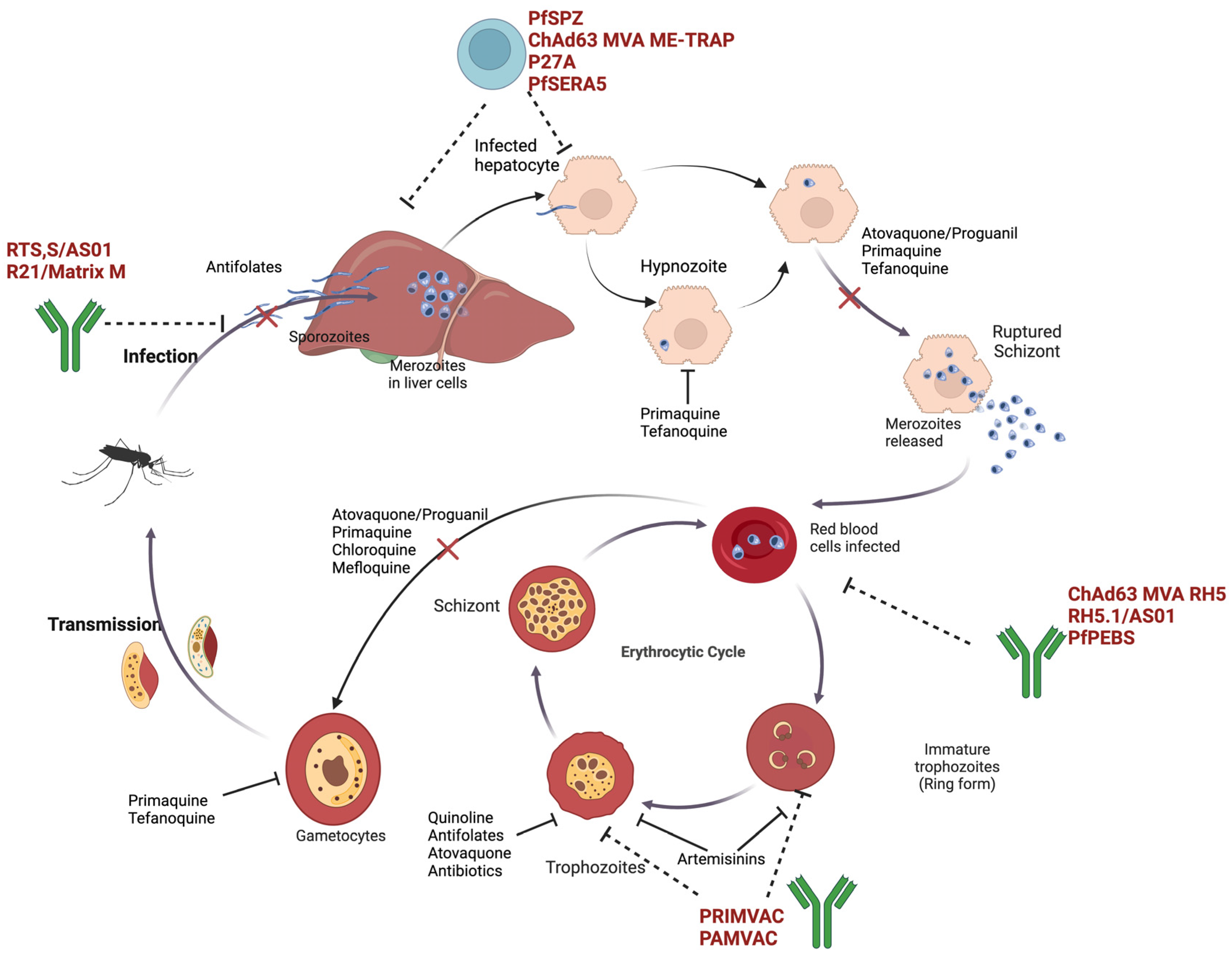 Pharmaceutics 16 01416 g001