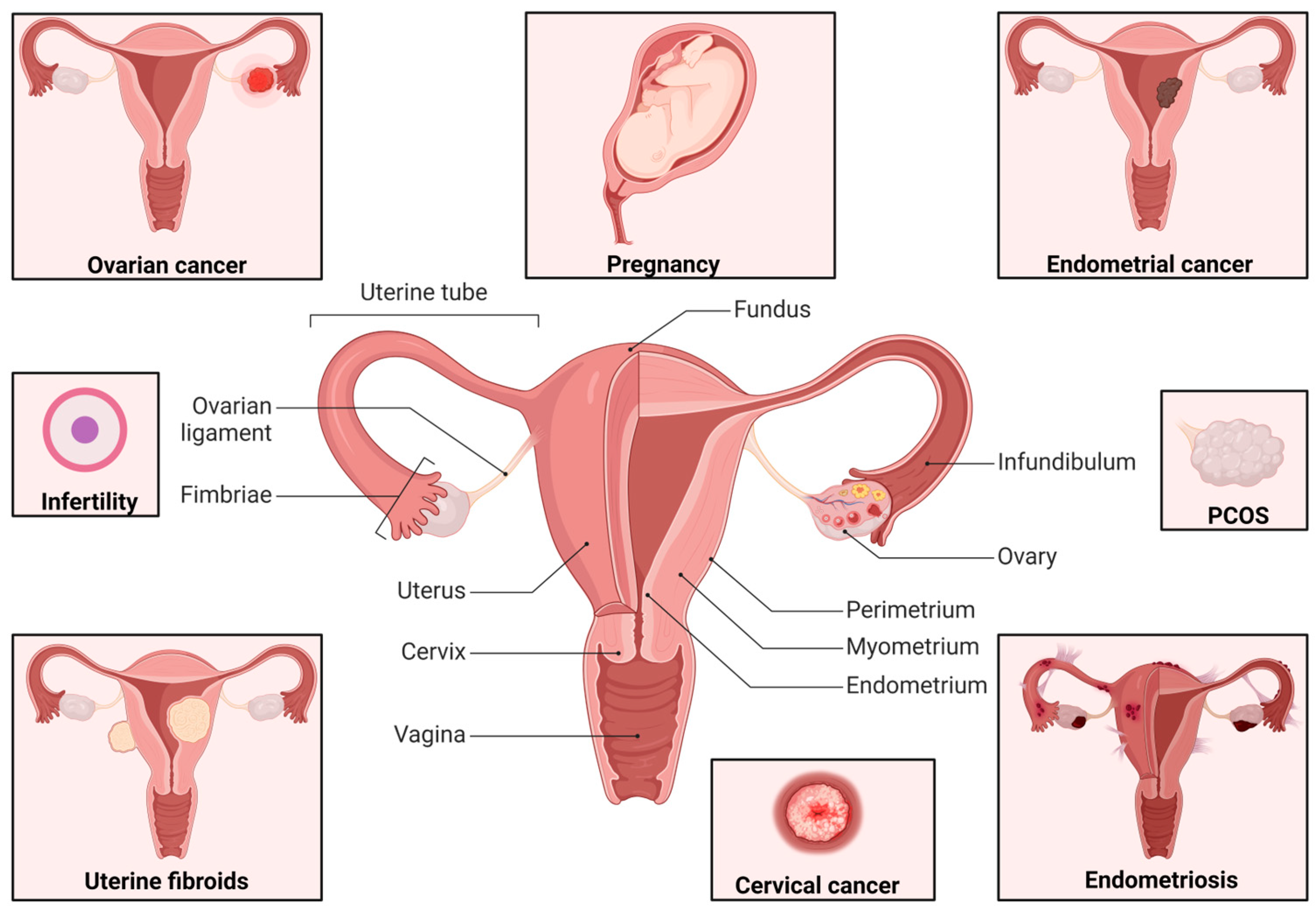 Pharmaceutics 16 01475 g001
